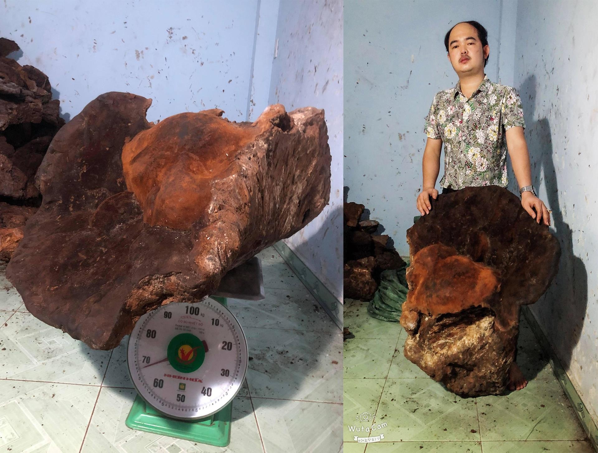 cây nấm khổng lồ ảnh 1 cay nam khong lo anh 1