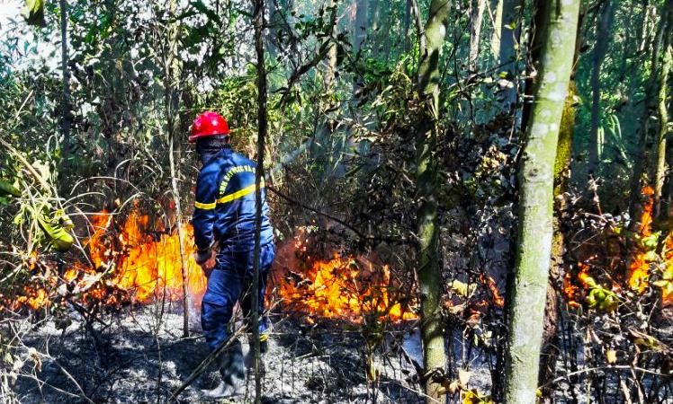 Chay rung o Da Nang, hang tram nguoi dap lua hinh anh