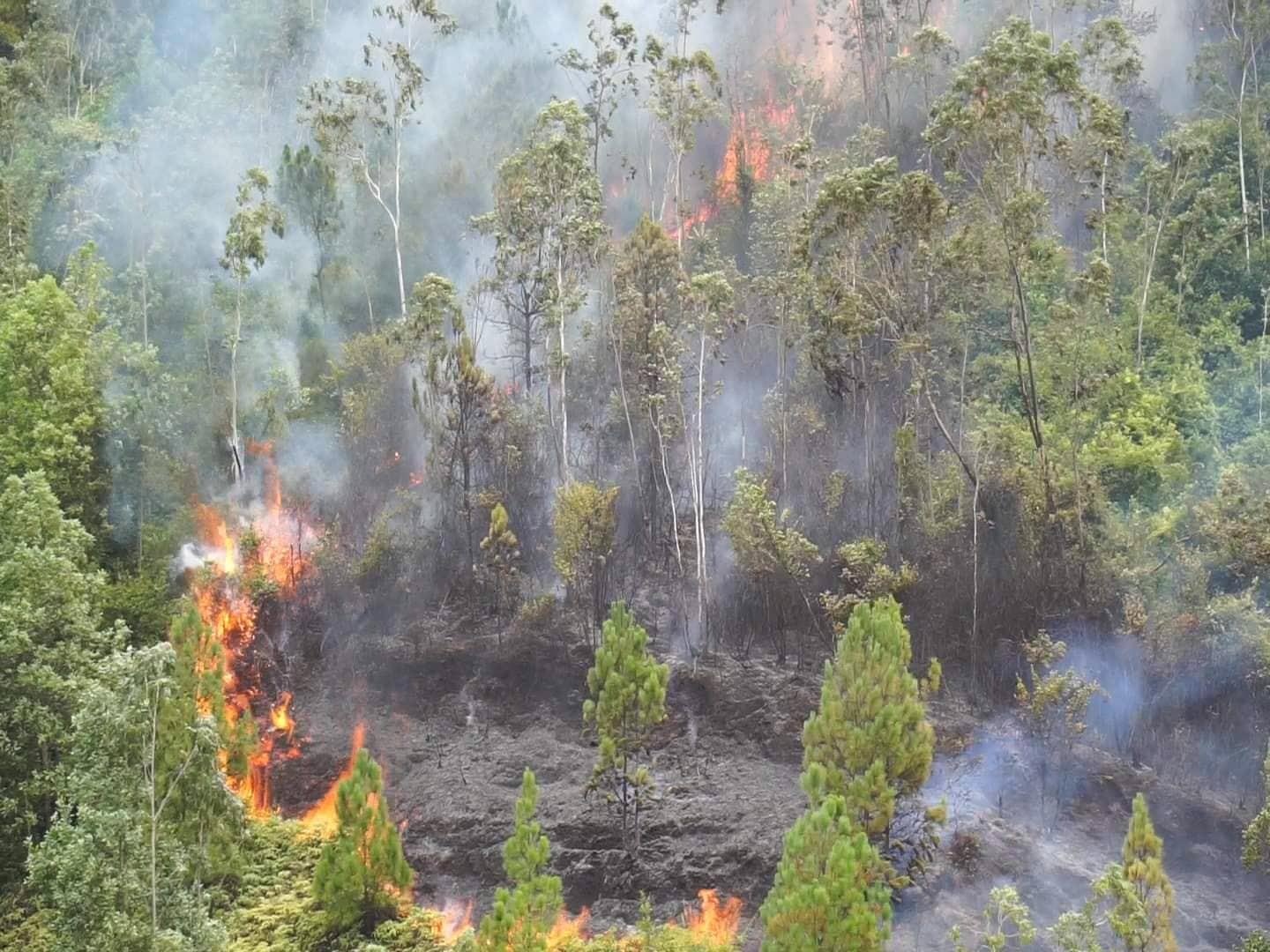 Rung thong o Da Nang boc chay ngun ngut hinh anh