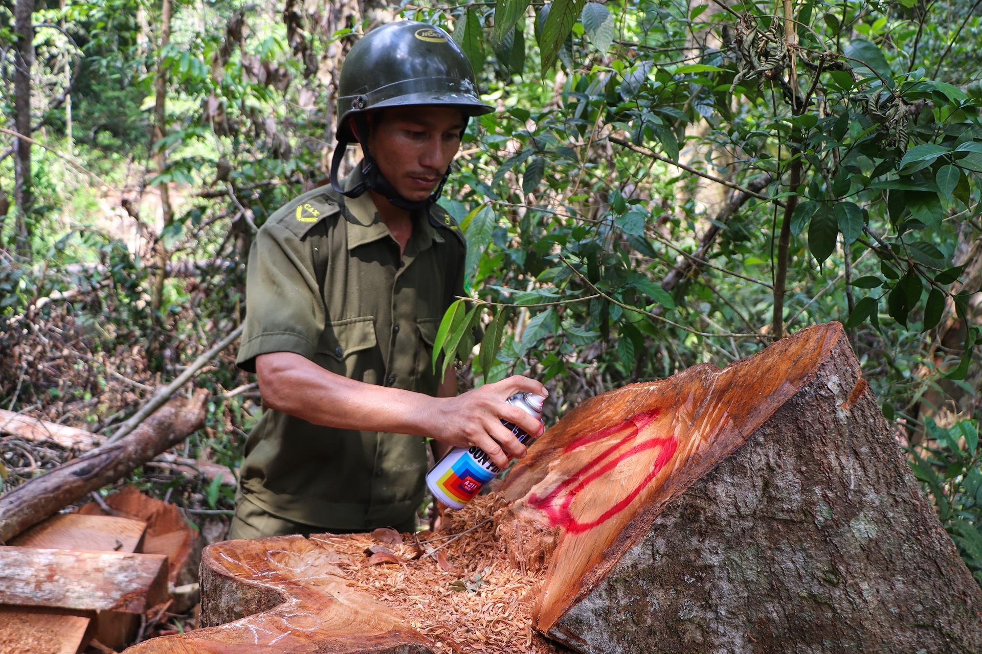 Go nam ngon ngang o rung dau nguon hinh anh