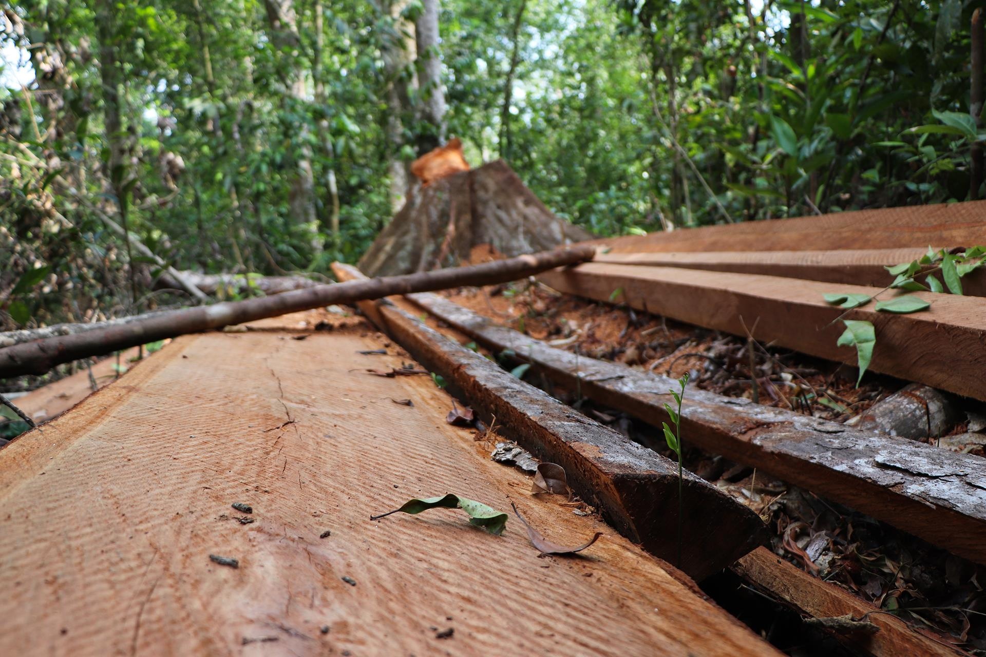 pha rung dau nguon anh 10