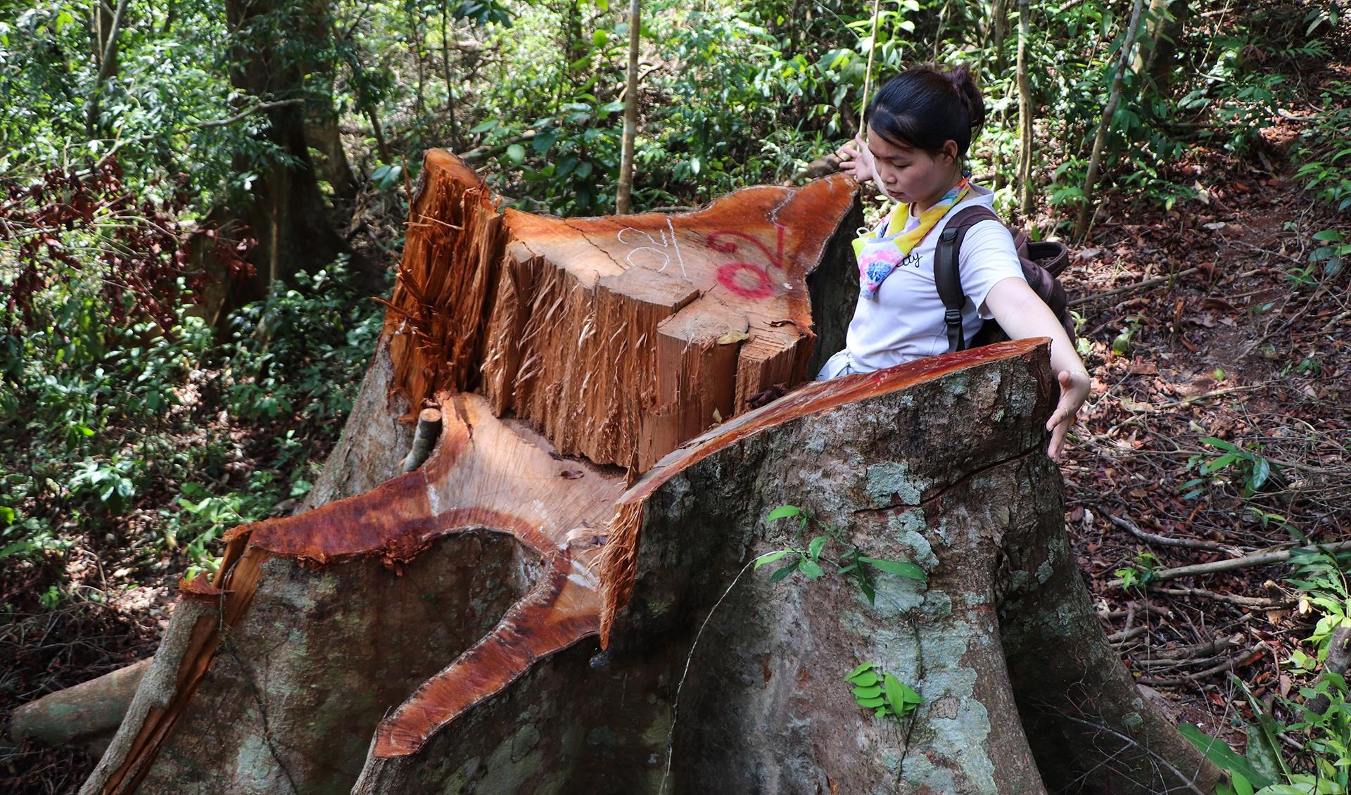 pha rung dau nguon anh 4