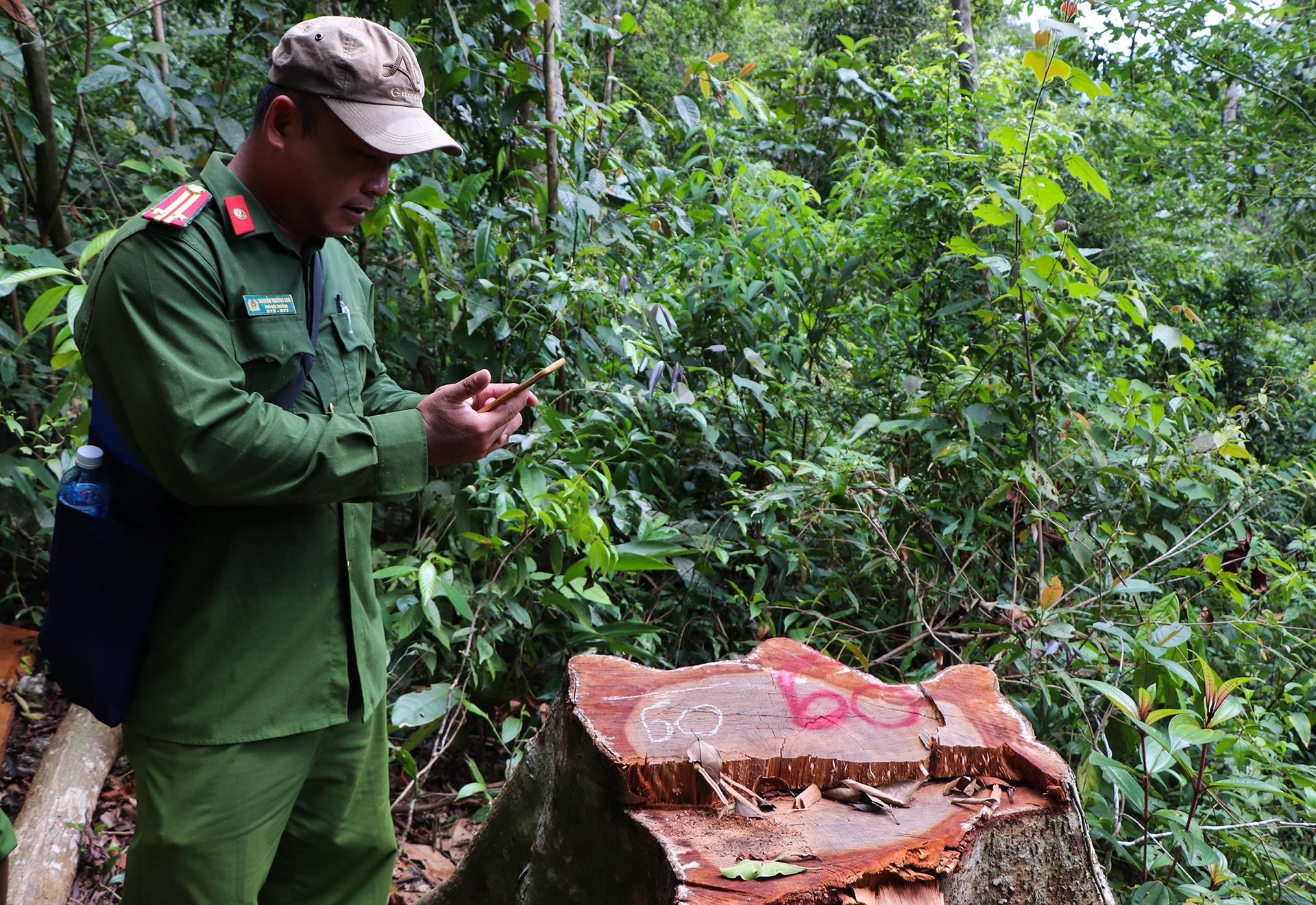 pha rung dau nguon anh 7