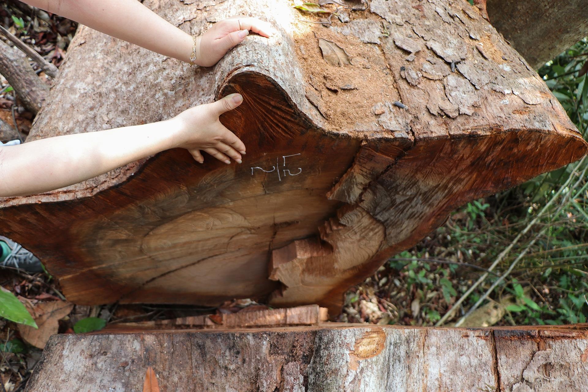 pha rung dau nguon anh 8