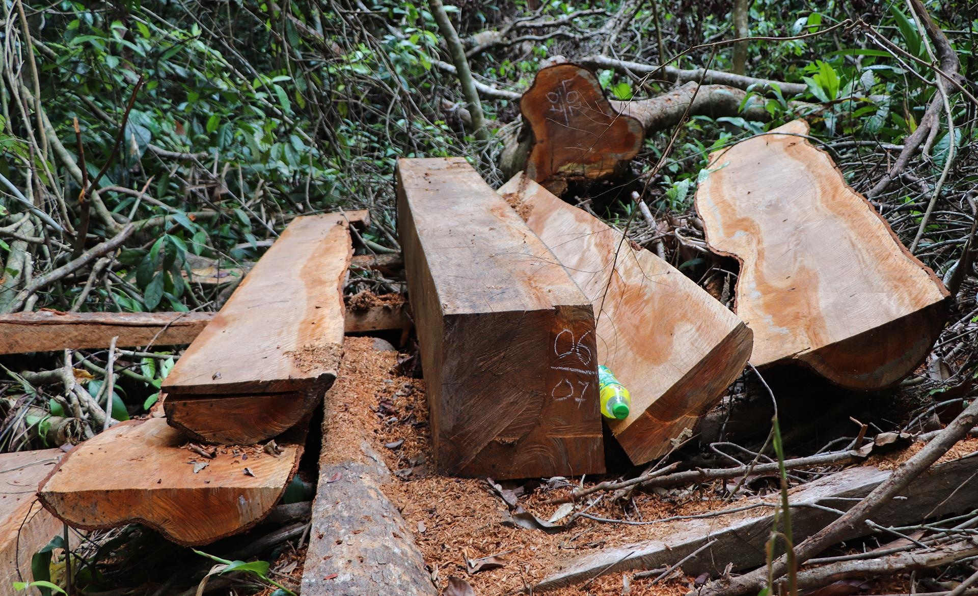 pha rung dau nguon anh 5