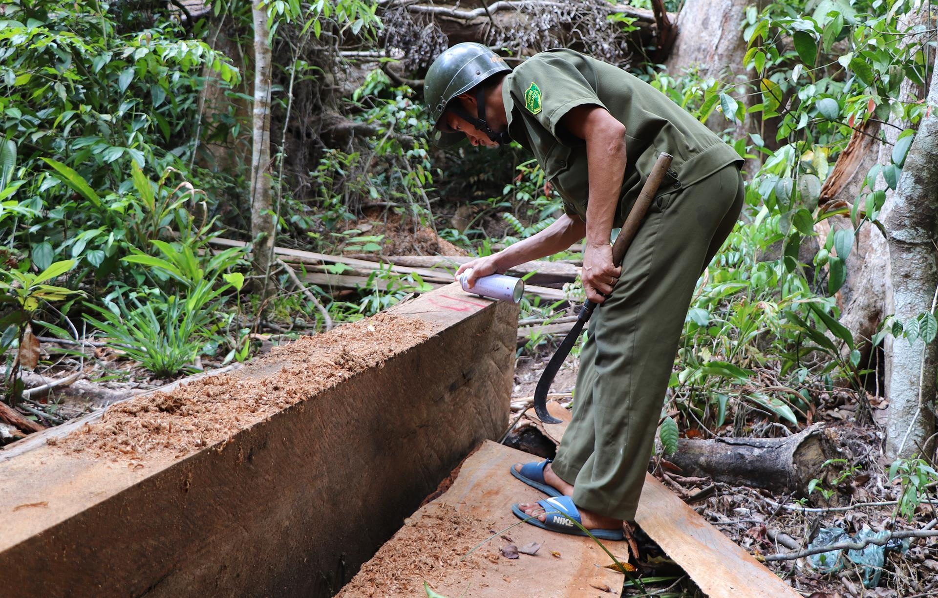 pha rung dau nguon anh 6