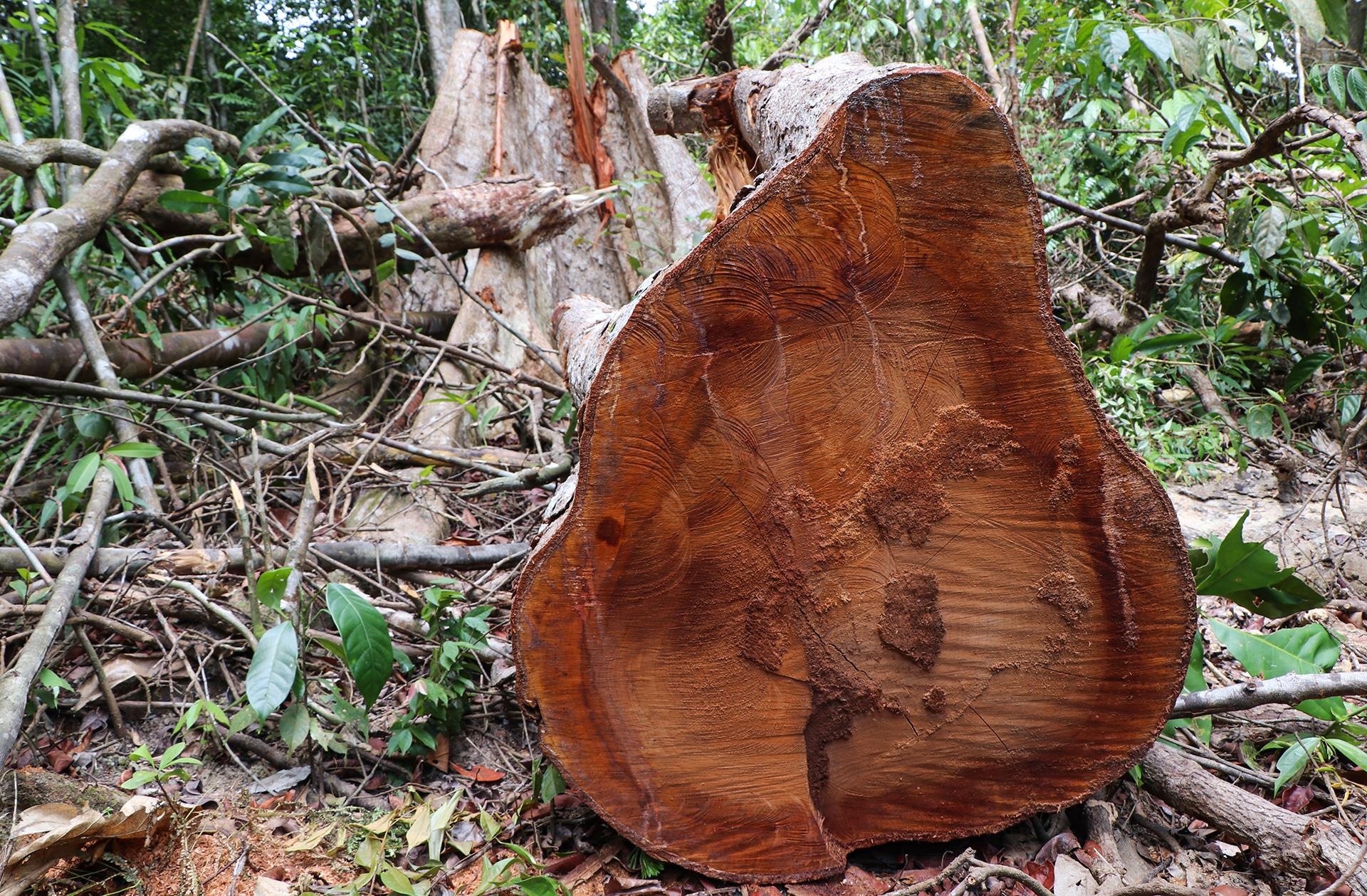 pha rung dau nguon anh 1