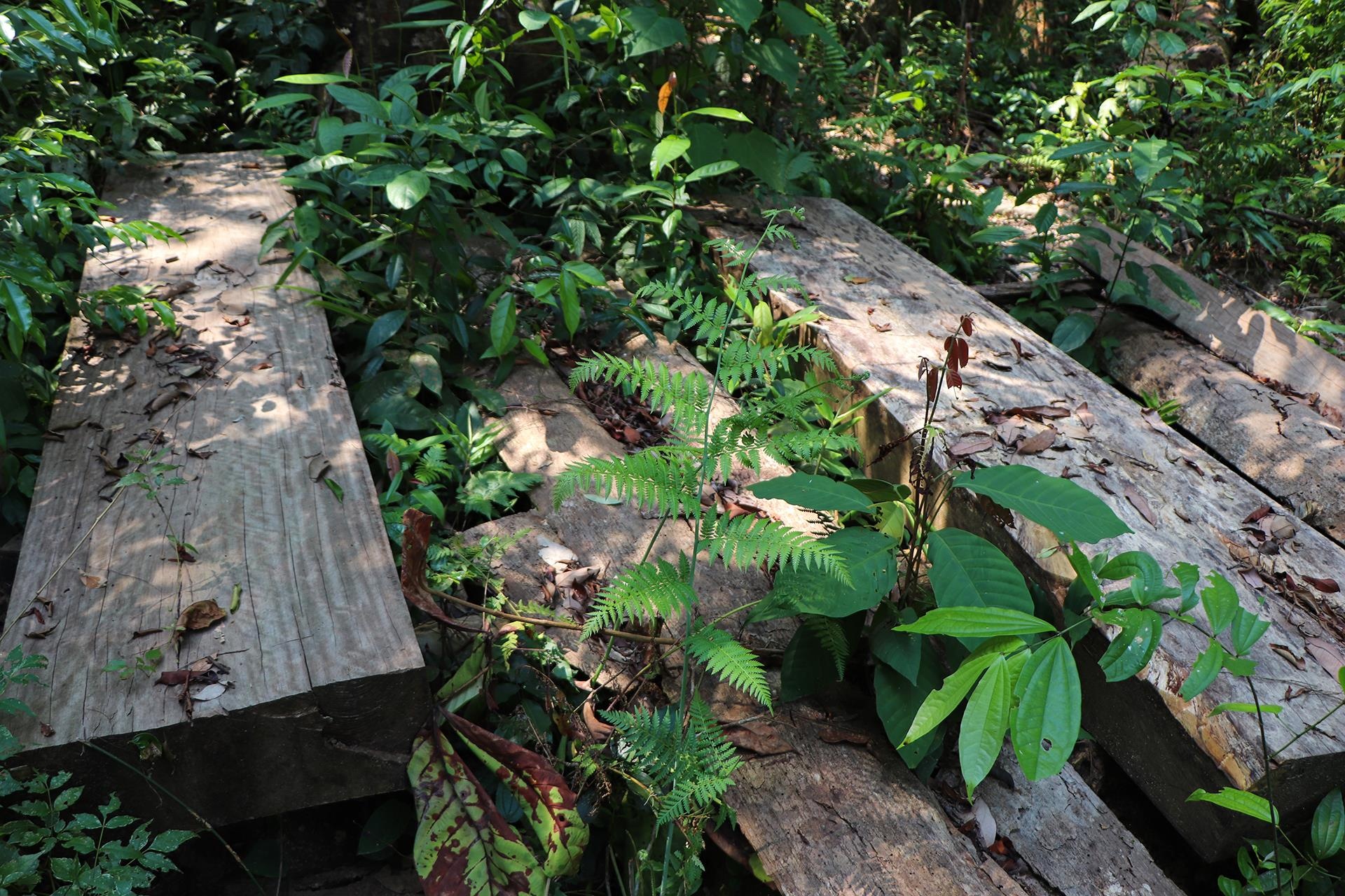 pha rung dau nguon anh 9