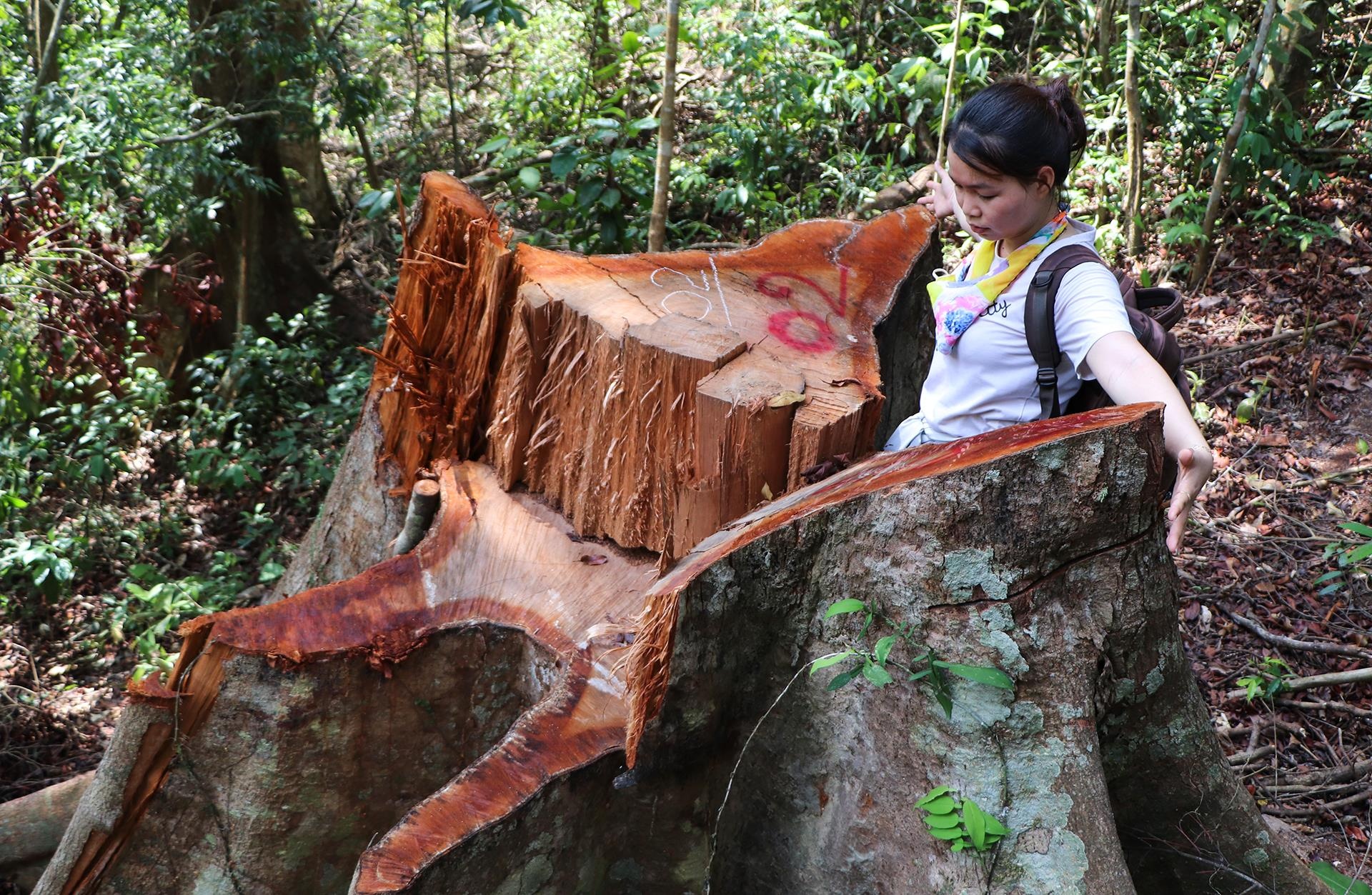 Rung dau nguon o Quang Nam bi tan pha hinh anh
