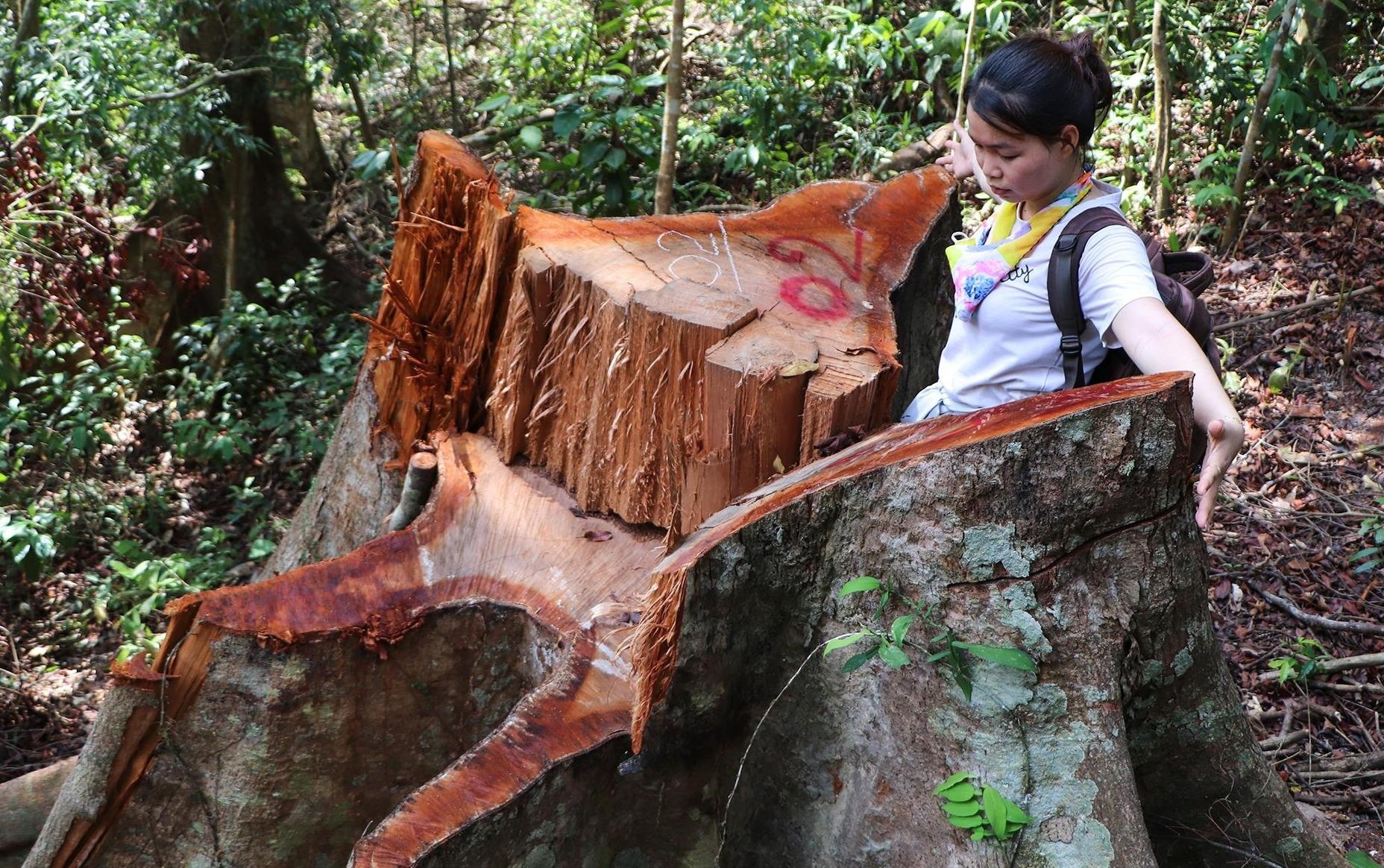 Cay co thu nhieu nguoi om khong xue bi lam tac don ha o rung dau nguon hinh anh