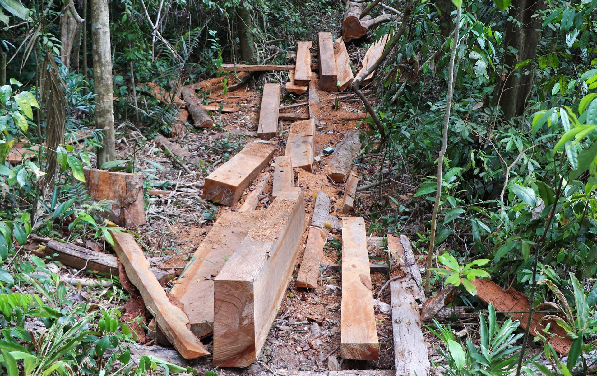 pha rung dau nguon anh 2