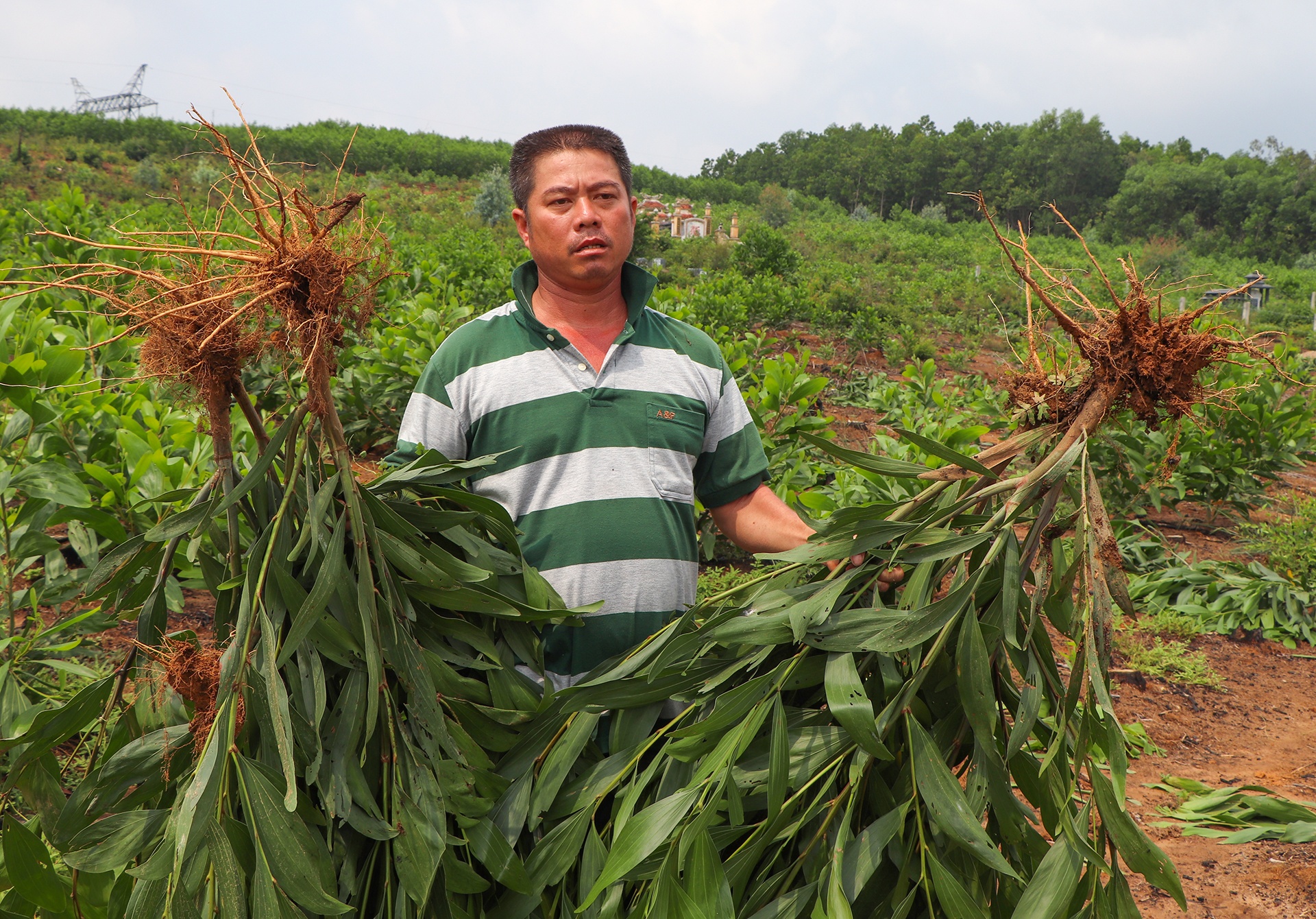 chinh quyen nho cay trong nguoi dan anh 1