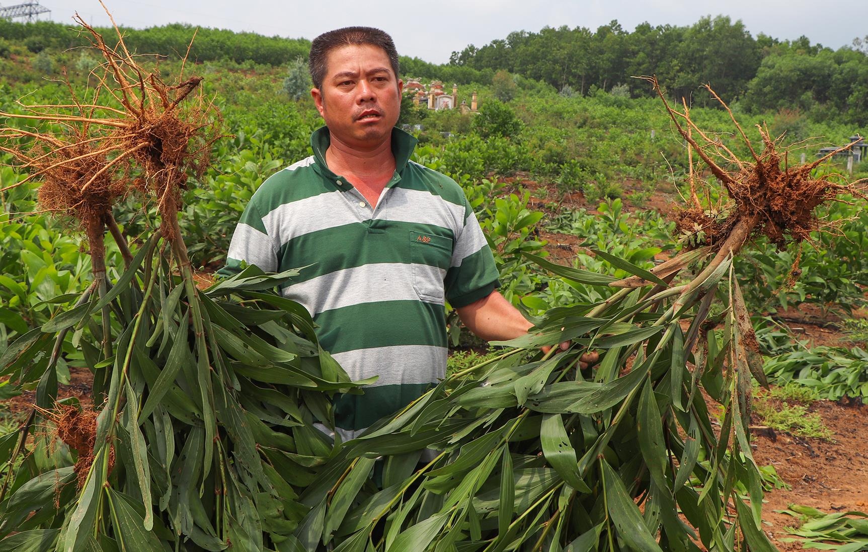 Vu nho 3.000 cay keo: Dan phan doi vi tien den bu khong du mua giong hinh anh