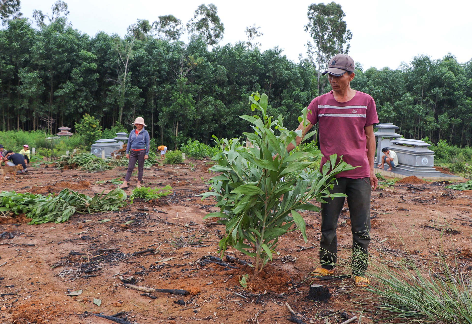 Nho 3.000 cay keo do nham ten anh 5