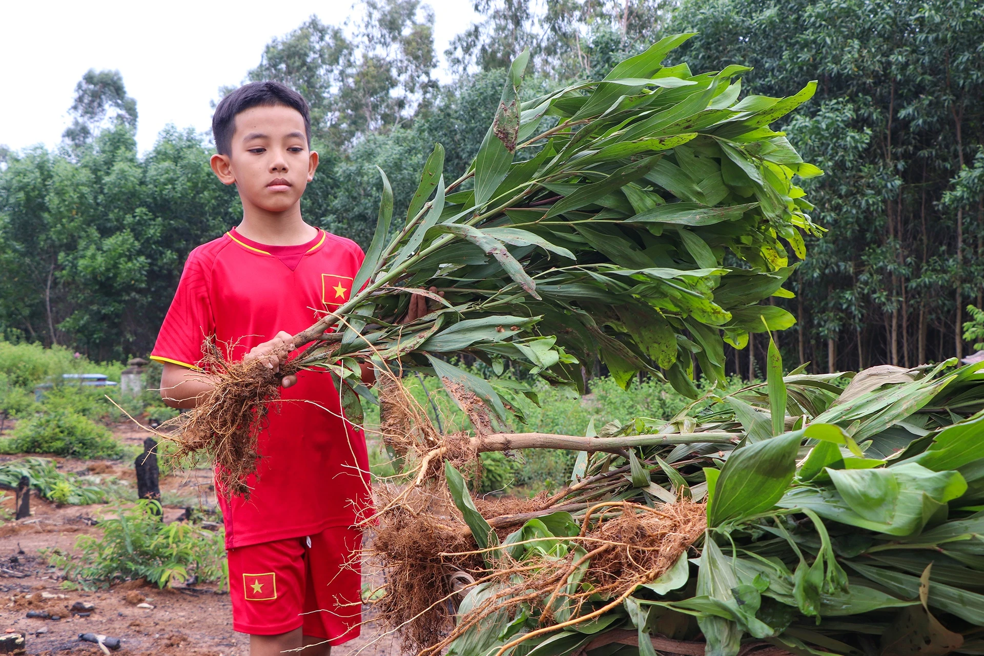 Nho 3.000 cay keo do nham ten anh 6