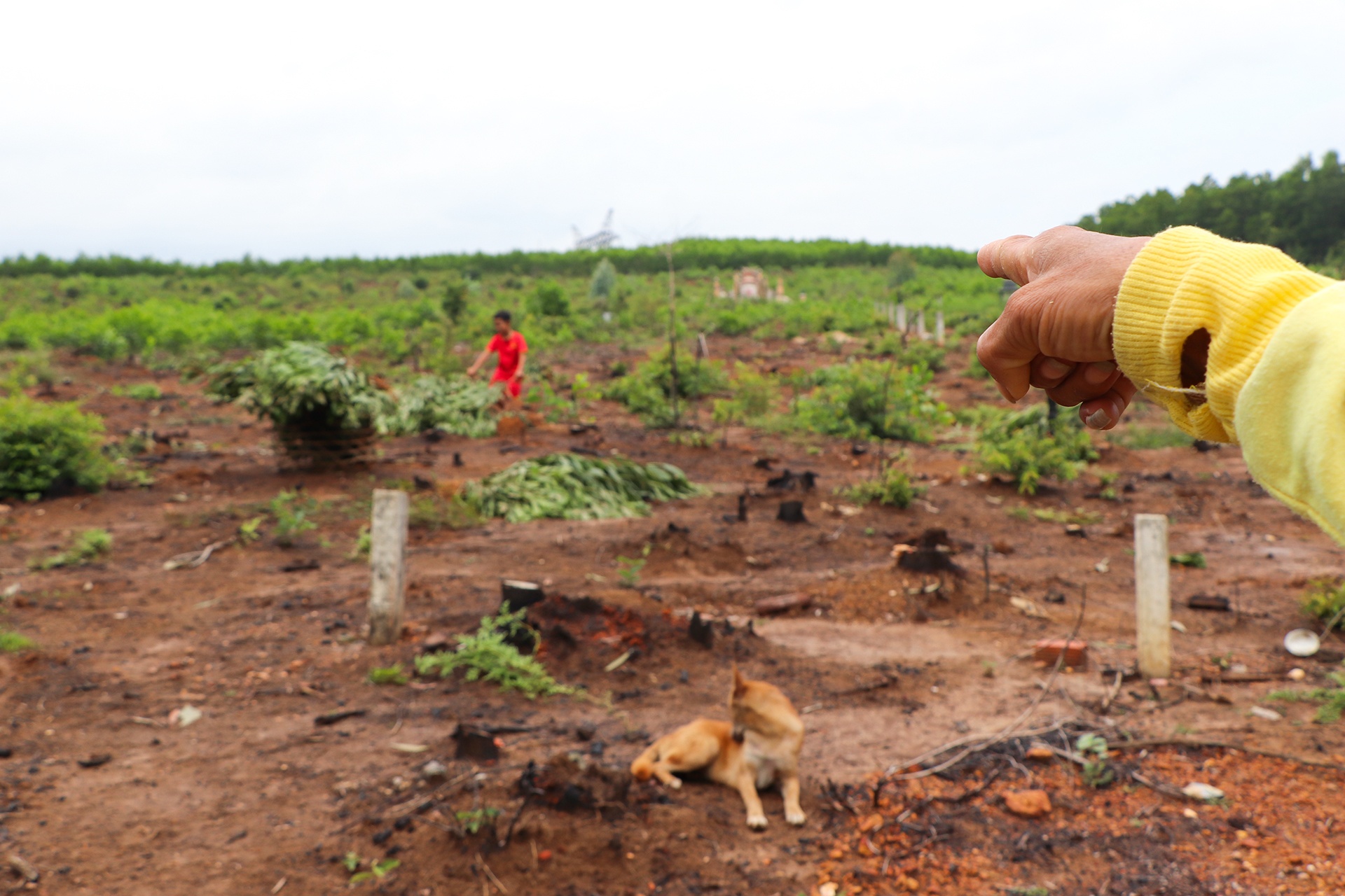 Nho 3.000 cay keo do nham ten anh 2