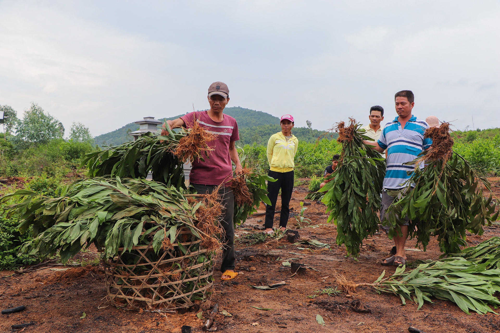 Nho 3000 cay keo do nham ten anh 2