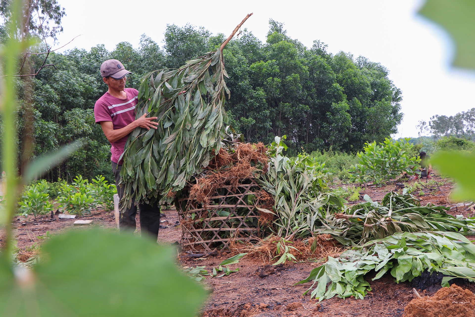 Nho 3.000 cay keo do nham ten anh 8