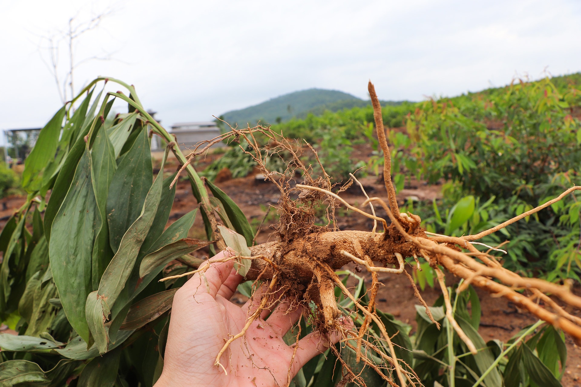 Nho 3.000 cay keo do nham ten anh 7