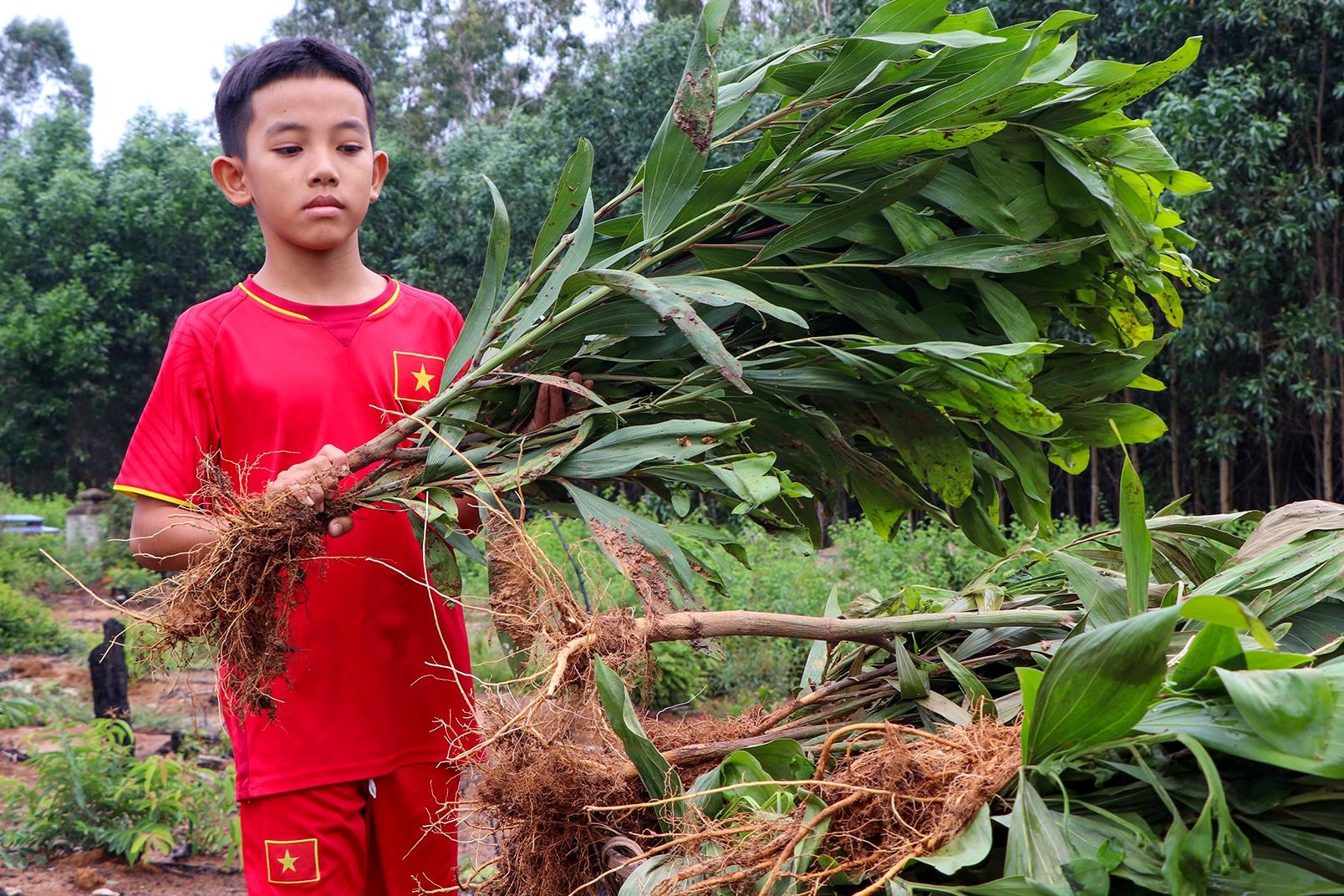 Bi chat ha 3.000 goc keo, nguoi dan yeu cau xa boi thuong hinh anh