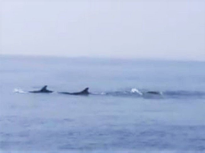 Du khach thich thu ngam dan ca heo 100 con tren vung bien Hoi An hinh anh