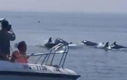 Ca tram con ca heo xuat hien tren vung bien Hoi An hinh anh