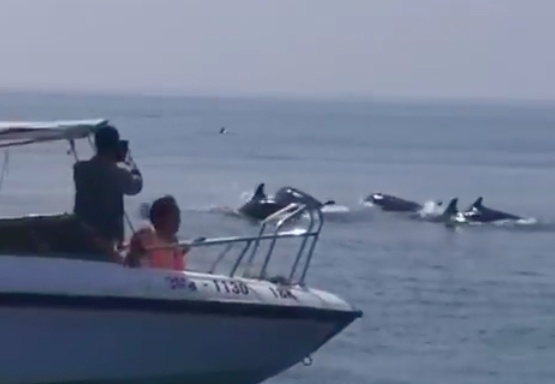 ca heo xuat hien o bien Cua Dai anh 1