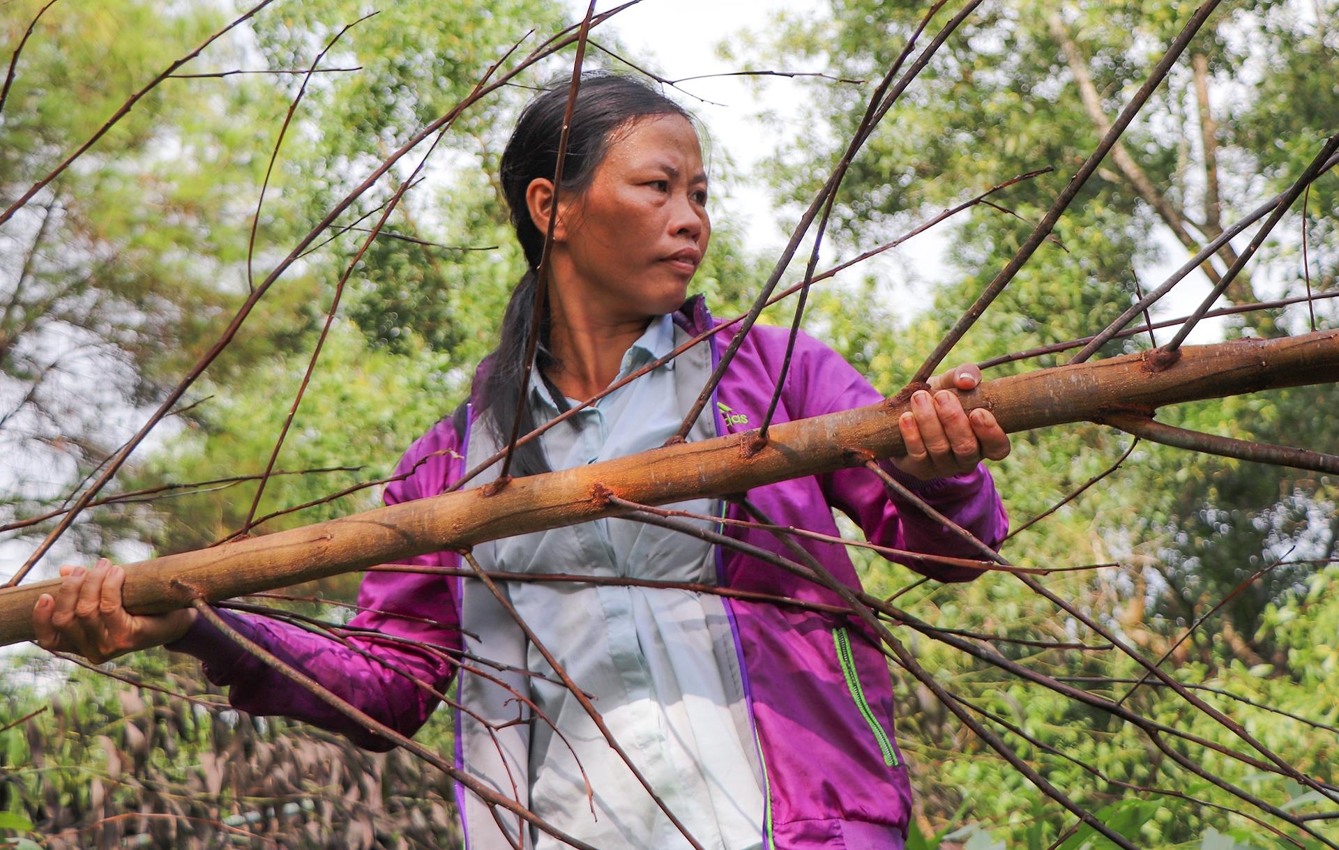 Hon 4.000 cay keo bi ke xau chat pha hinh anh