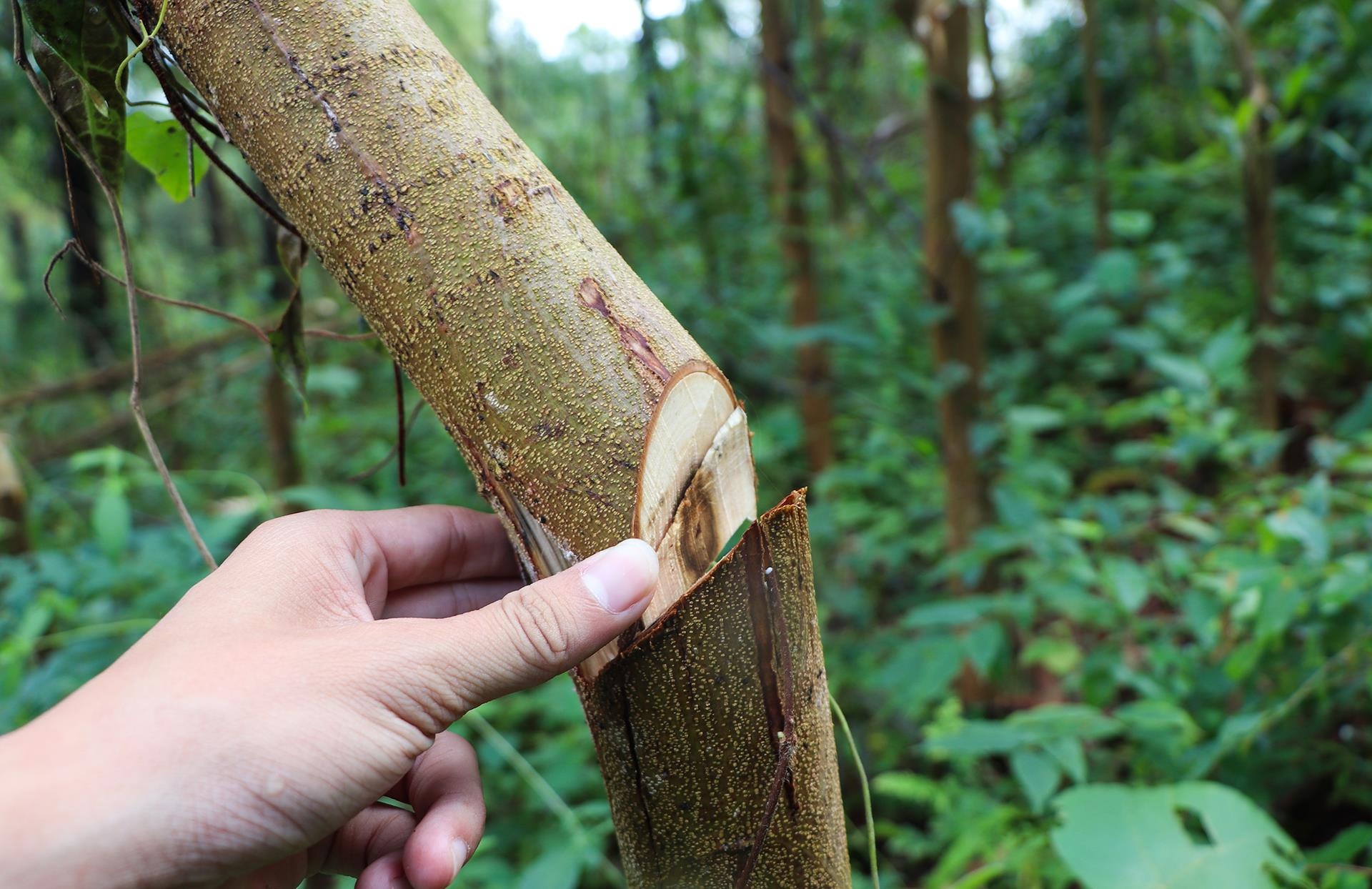 1,5 ha keo bi ke xau pha hoai hinh anh