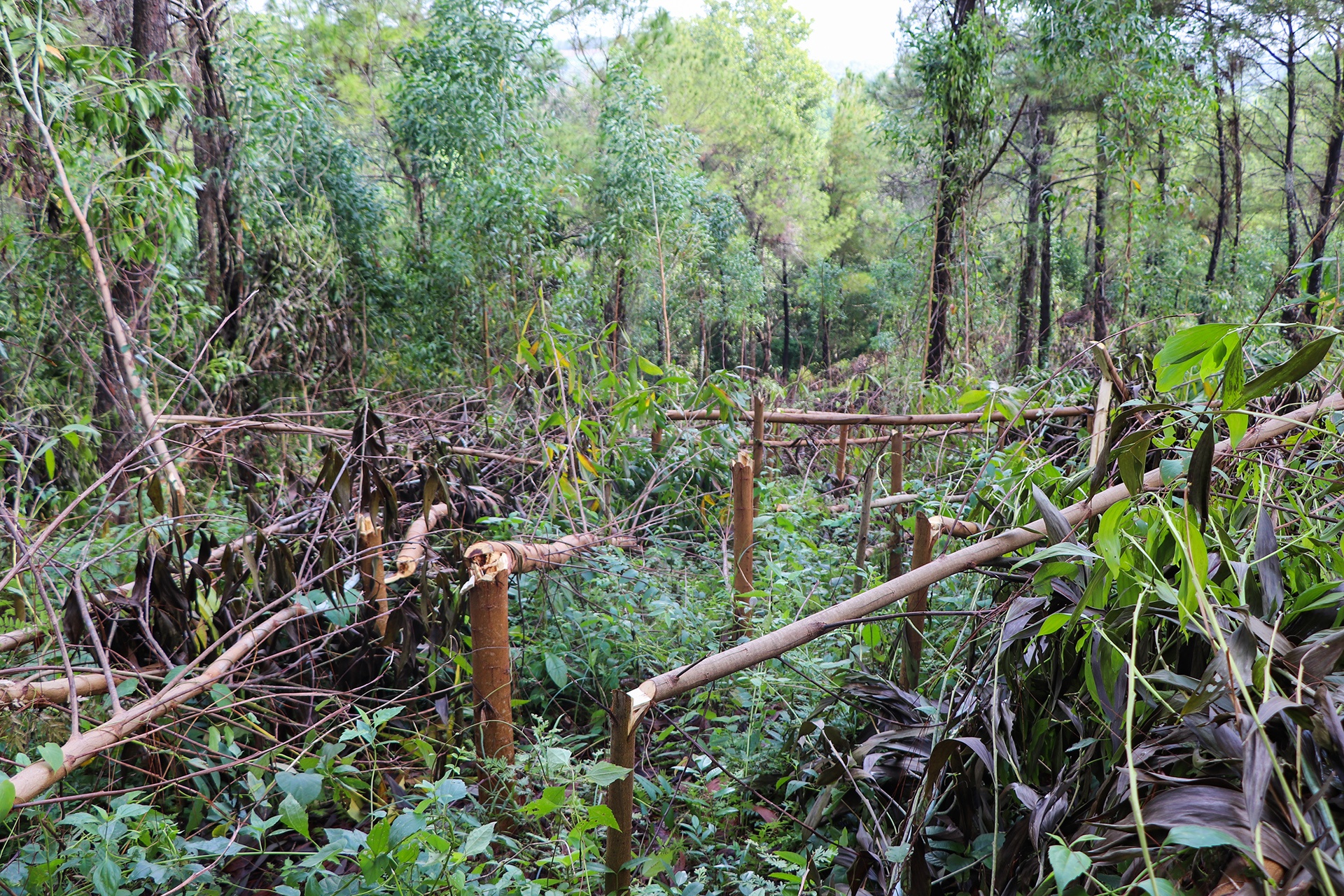 chặt phá 4.000 cây keo trồng của người dân ảnh 1 chat pha 4.000 cay keo trong cua nguoi dan anh 1