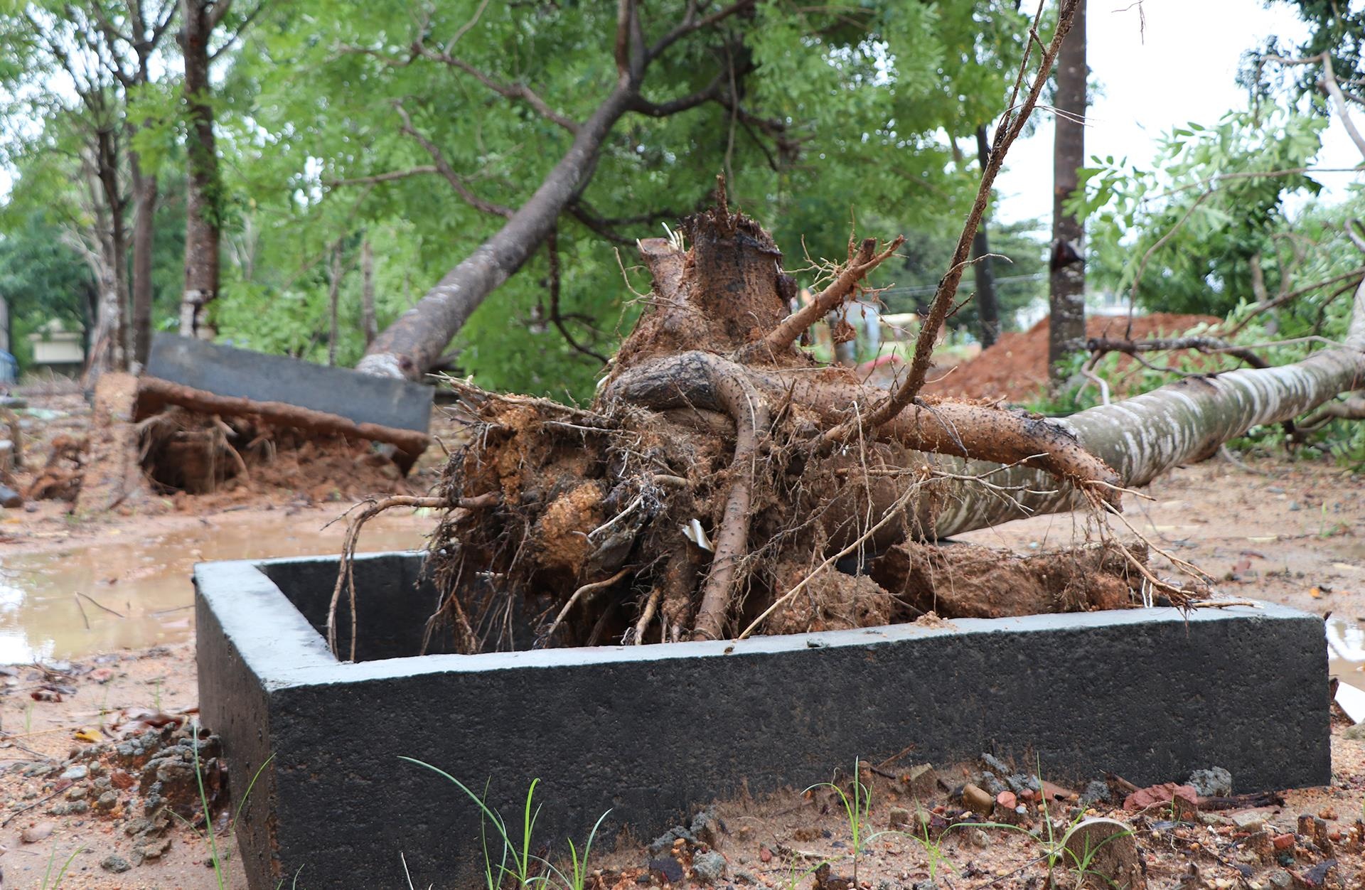 Cay xanh bat goc, nga la liet sau bao Matmo hinh anh