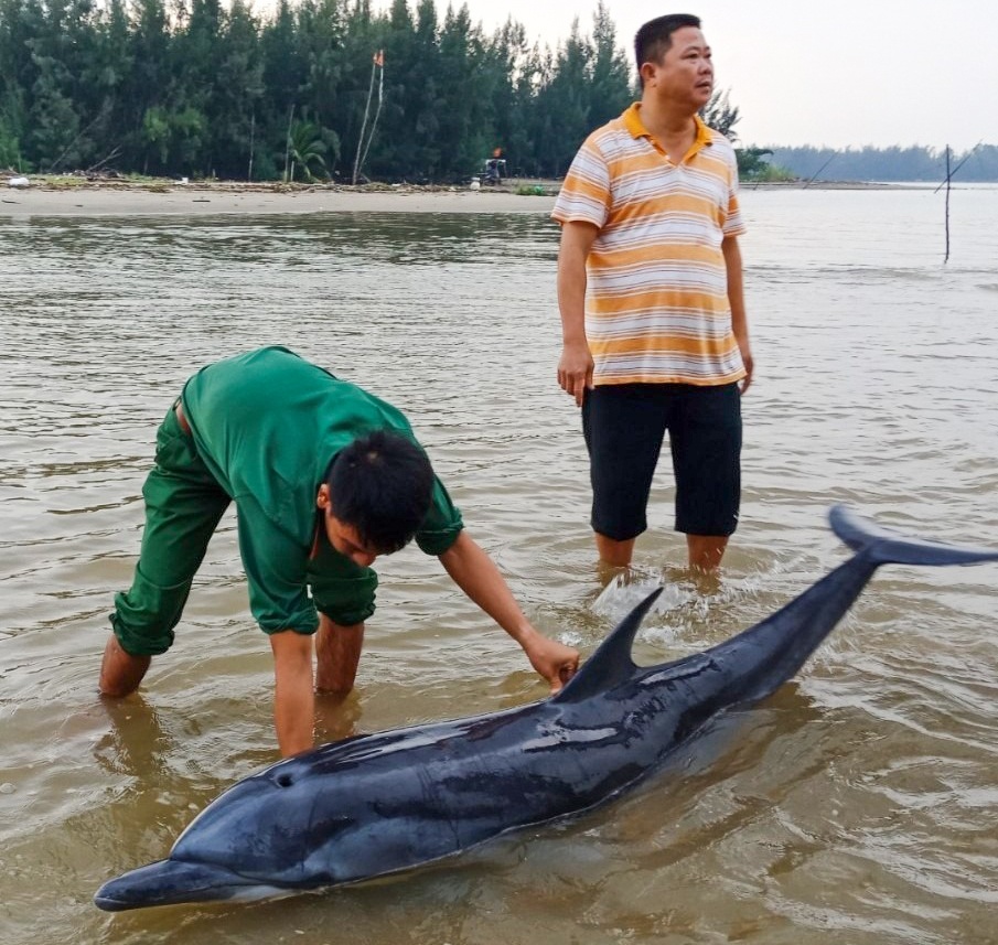 ca heo boi lac vao Hoi An anh 1