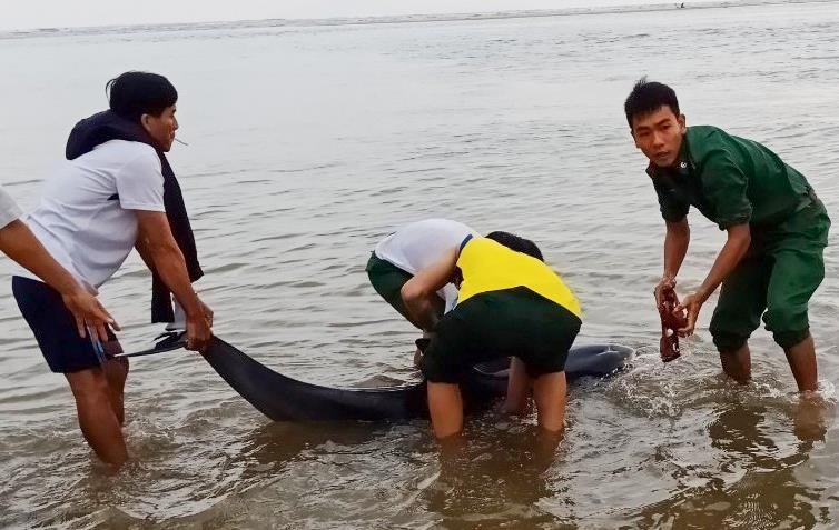 3 gio giai cuu ca heo 100 kg bi thuong hinh anh