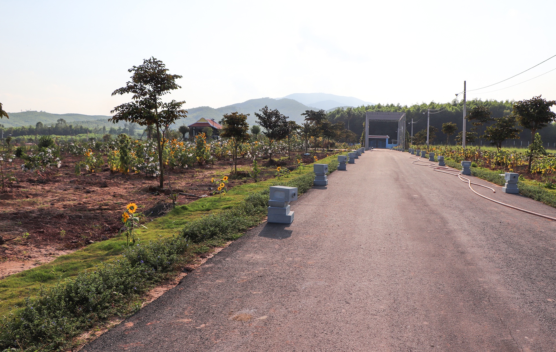 biet phu moc len giua rung anh 2