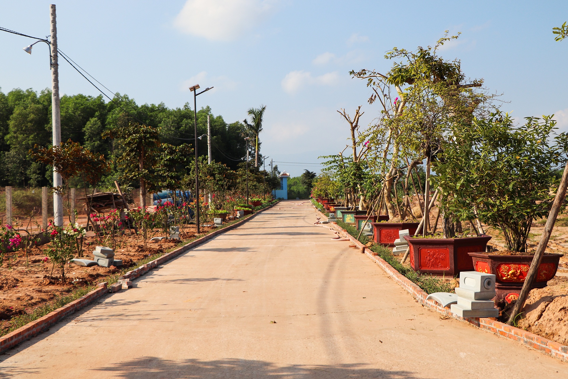 biet phu moc len giua rung anh 3