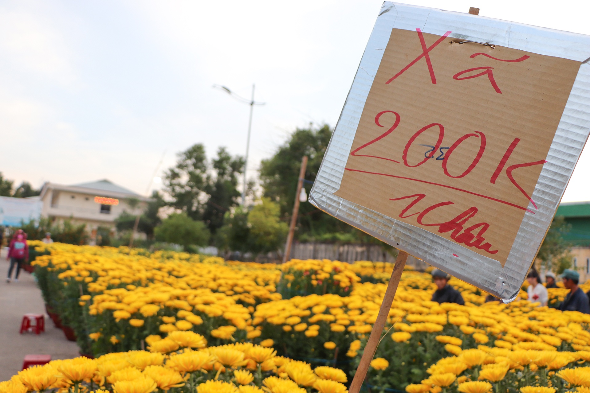 Giam hon nua gia, hoa van e chieu 30 Tet hinh anh