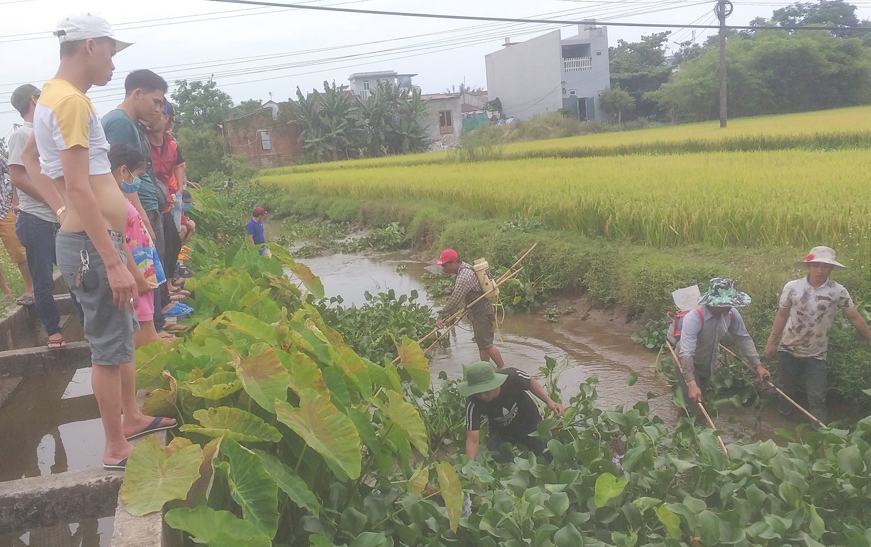 Hang chuc nguoi dan tu tap xem bat ca giua mua dich hinh anh