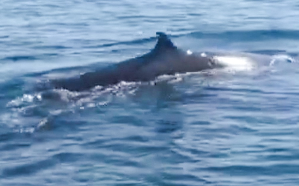 Ca voi xuat hien o bien Cu Lao Cham hinh anh