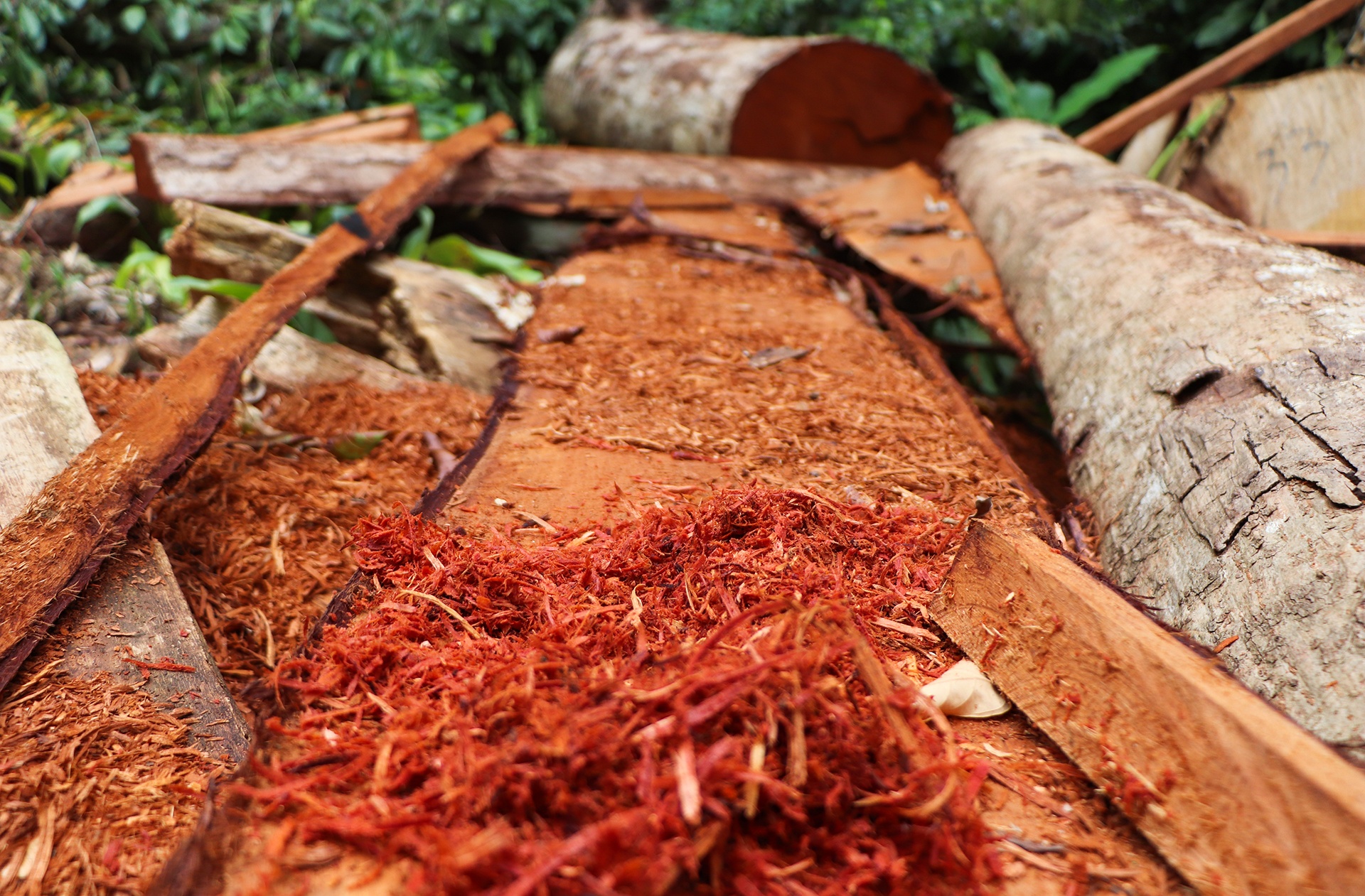 lam tac chat ha rung co thu anh 5