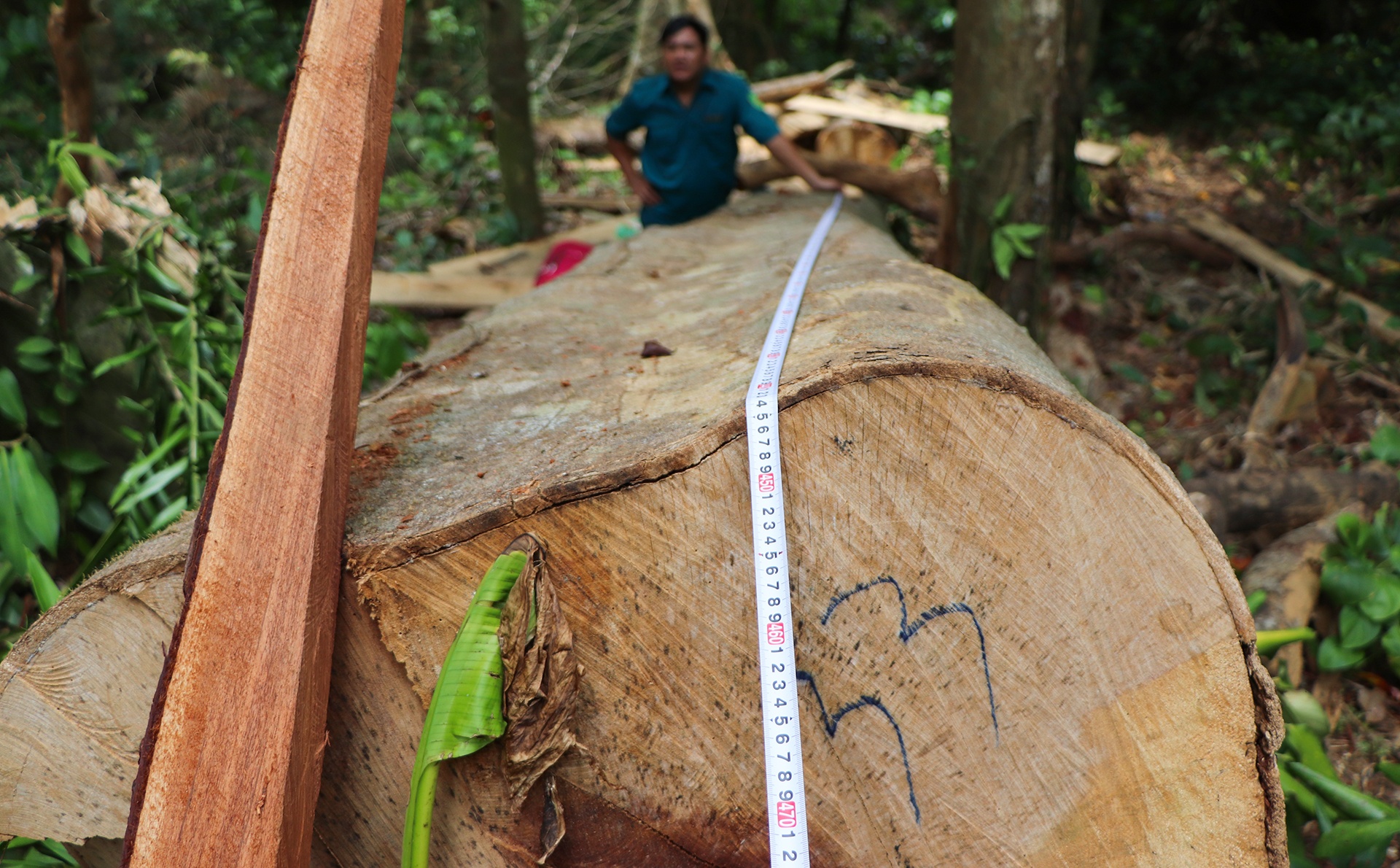 lam tac chat ha rung co thu anh 9