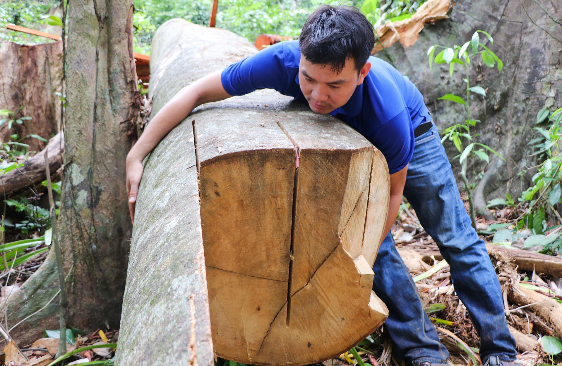 lam tac chat ha rung co thu anh 7