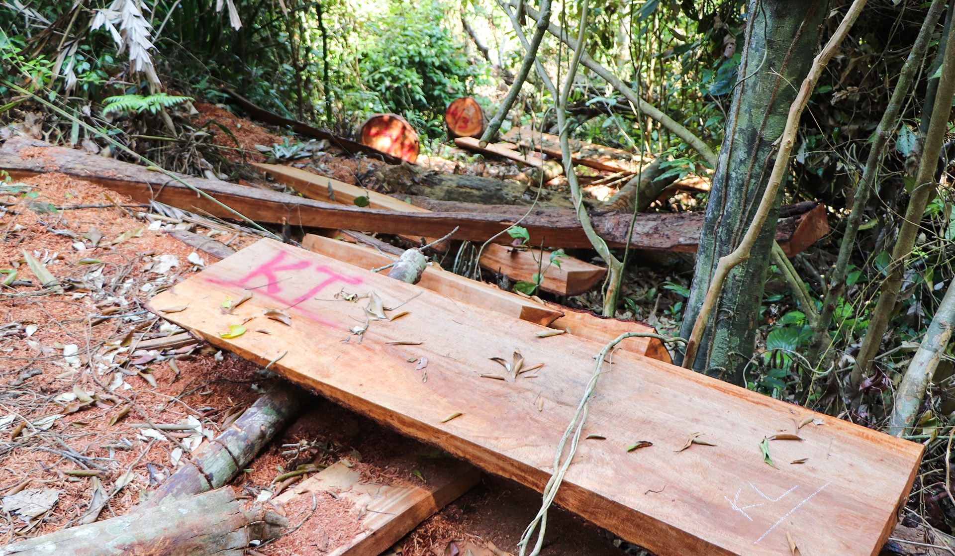 lam tac chat ha rung co thu anh 1