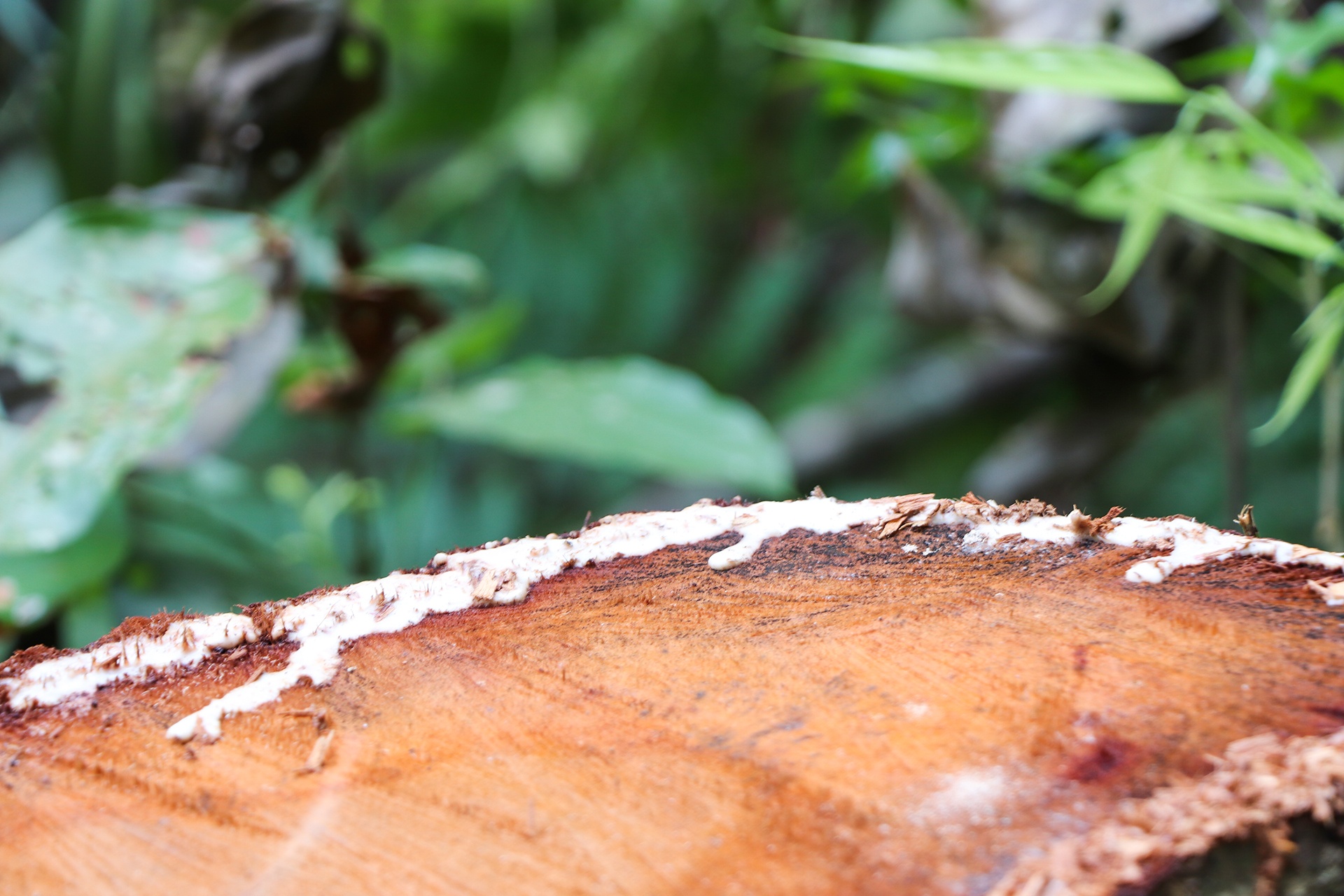 lam tac chat ha rung co thu anh 4