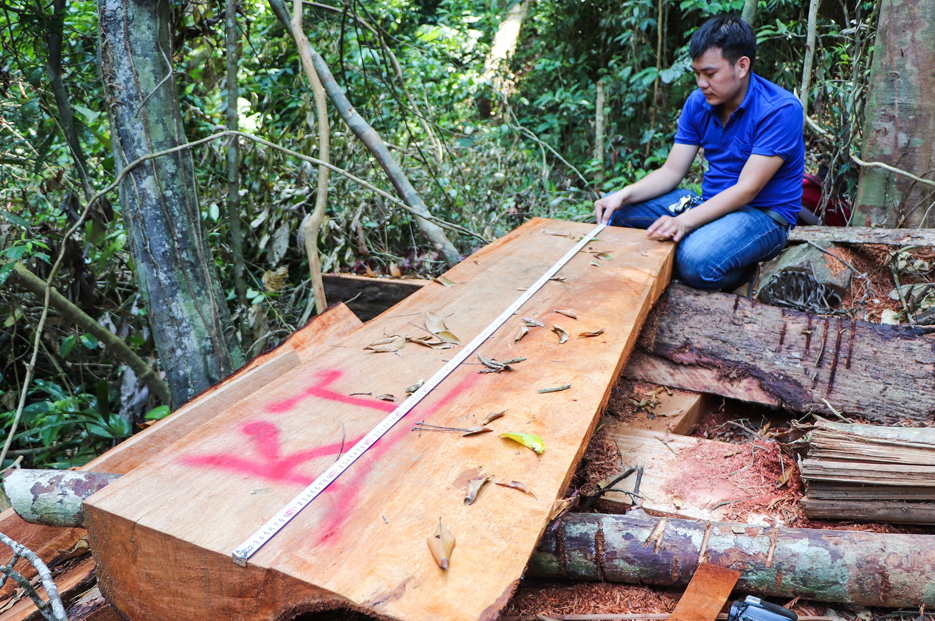 lam tac chat ha rung co thu anh 2