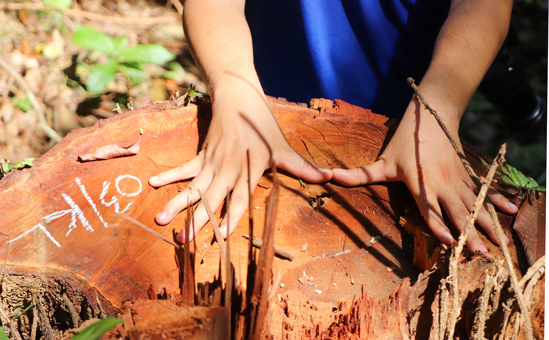 Don ha co thu giua rung hinh anh