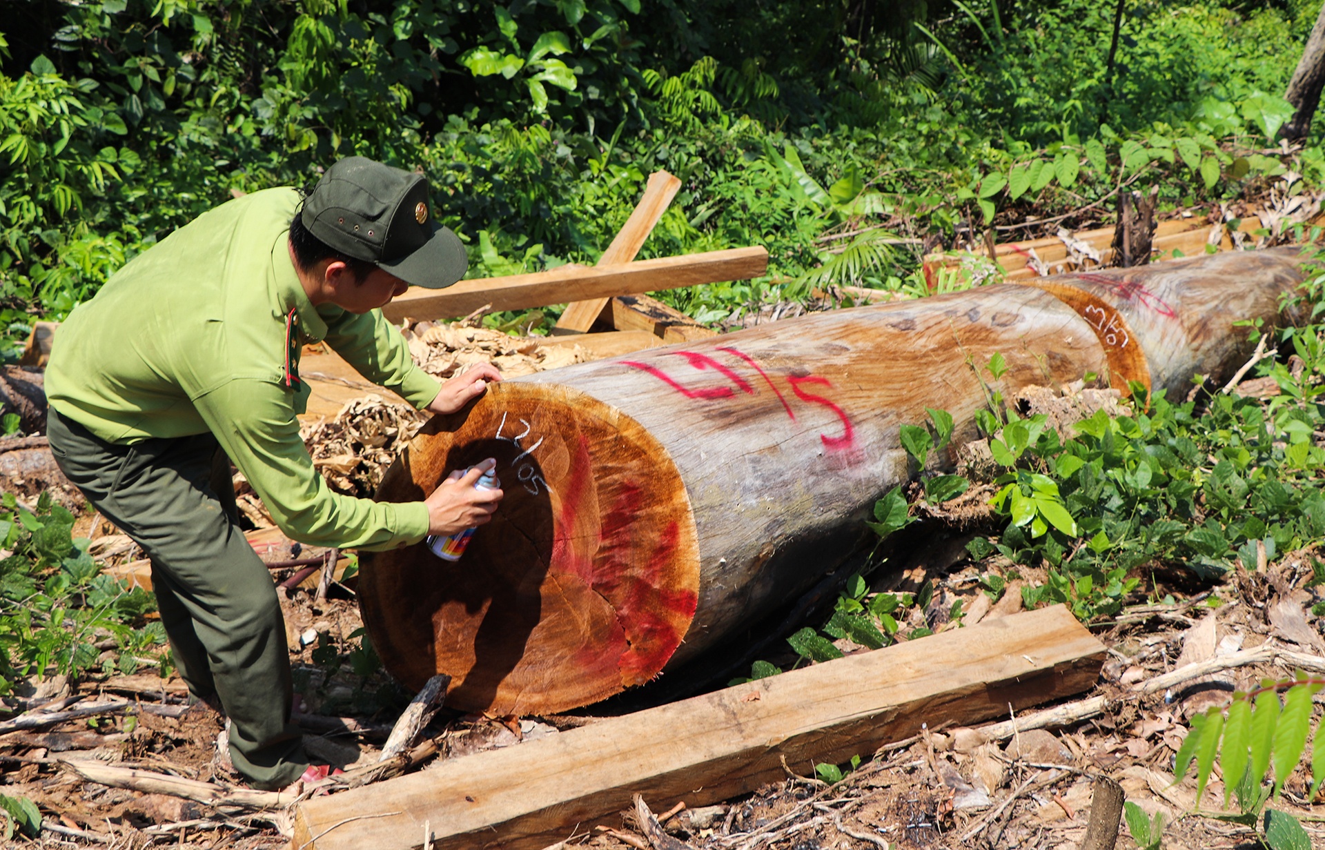 lam tac chat ha rung co thu anh 10