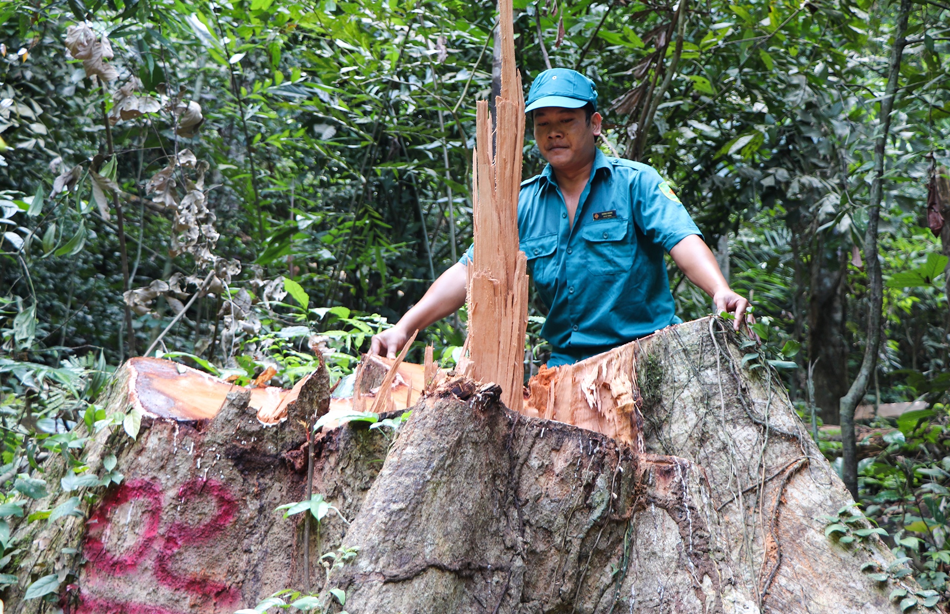 Cay co thu bi don ha giua rung hinh anh