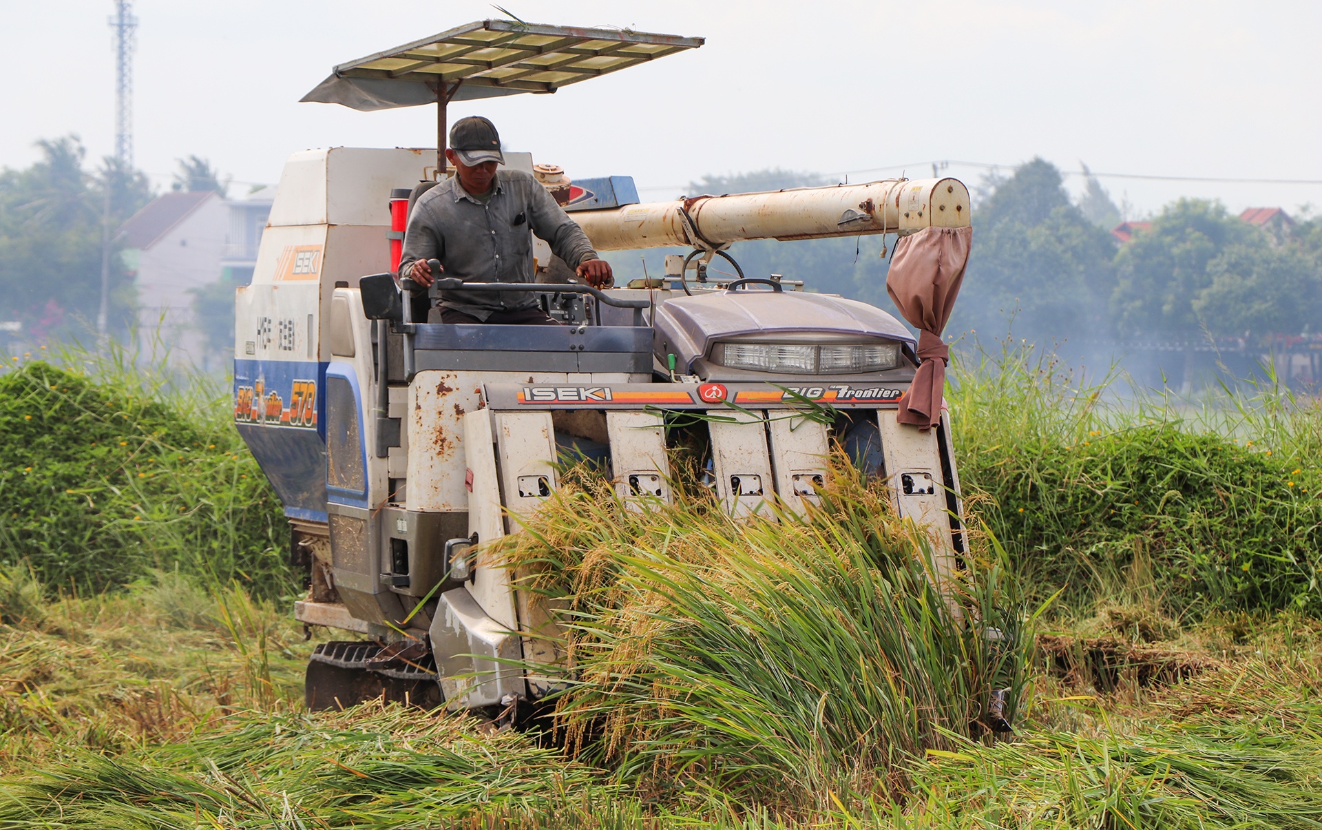 Nguoi Hoi An gat lua 'chay' bao so 5 hinh anh