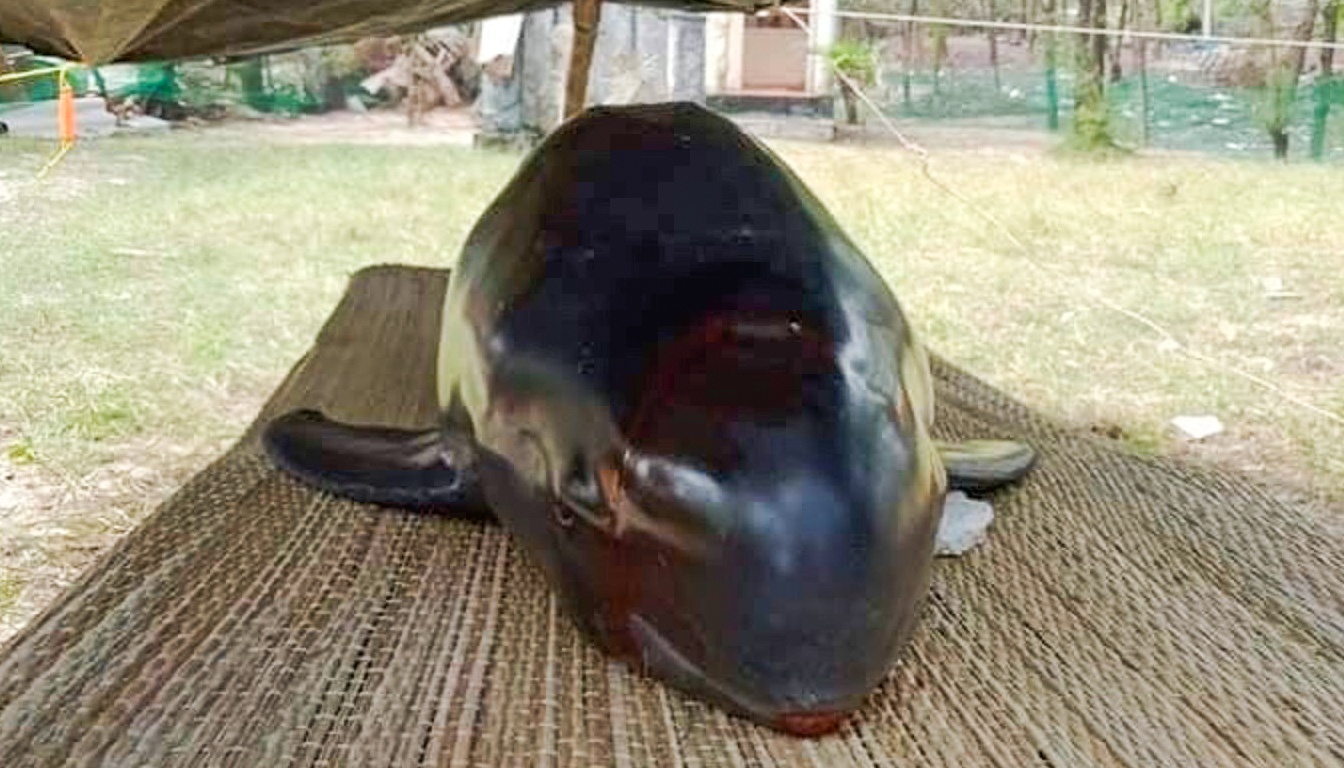 Ca heo nang 50 kg dat bo bien hinh anh