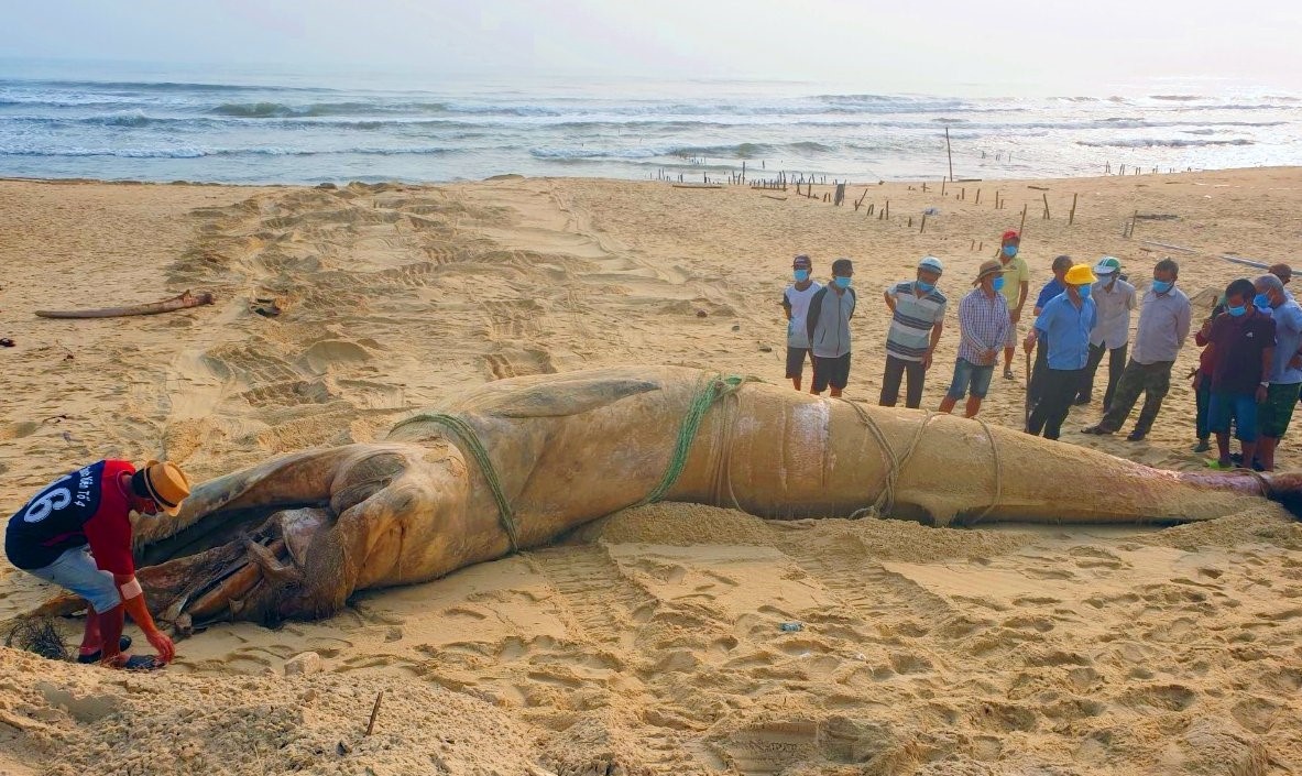 Ca voi nang 4 tan troi dat vao bo hinh anh